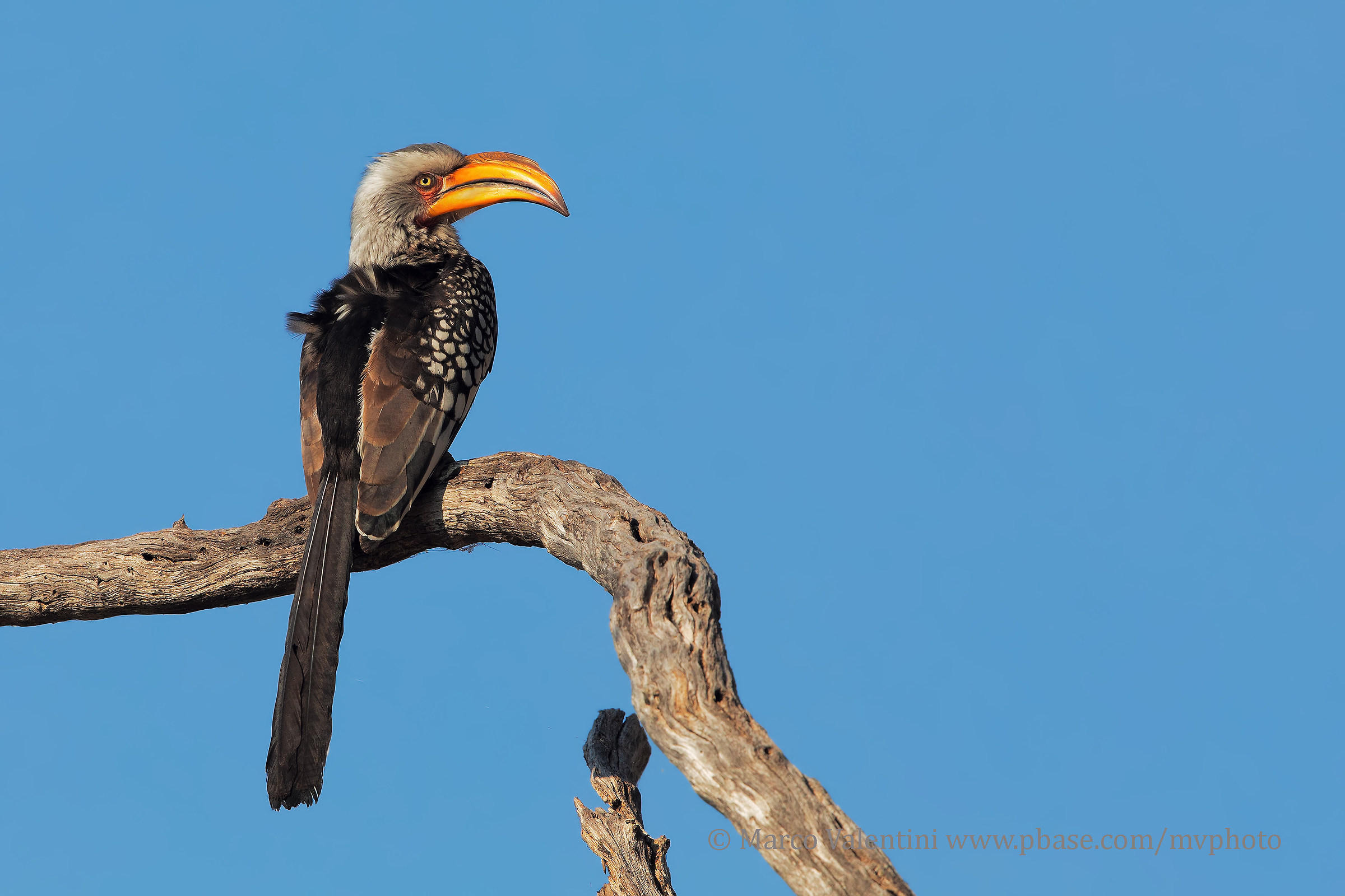 Southern Yellow-billed Hornbill