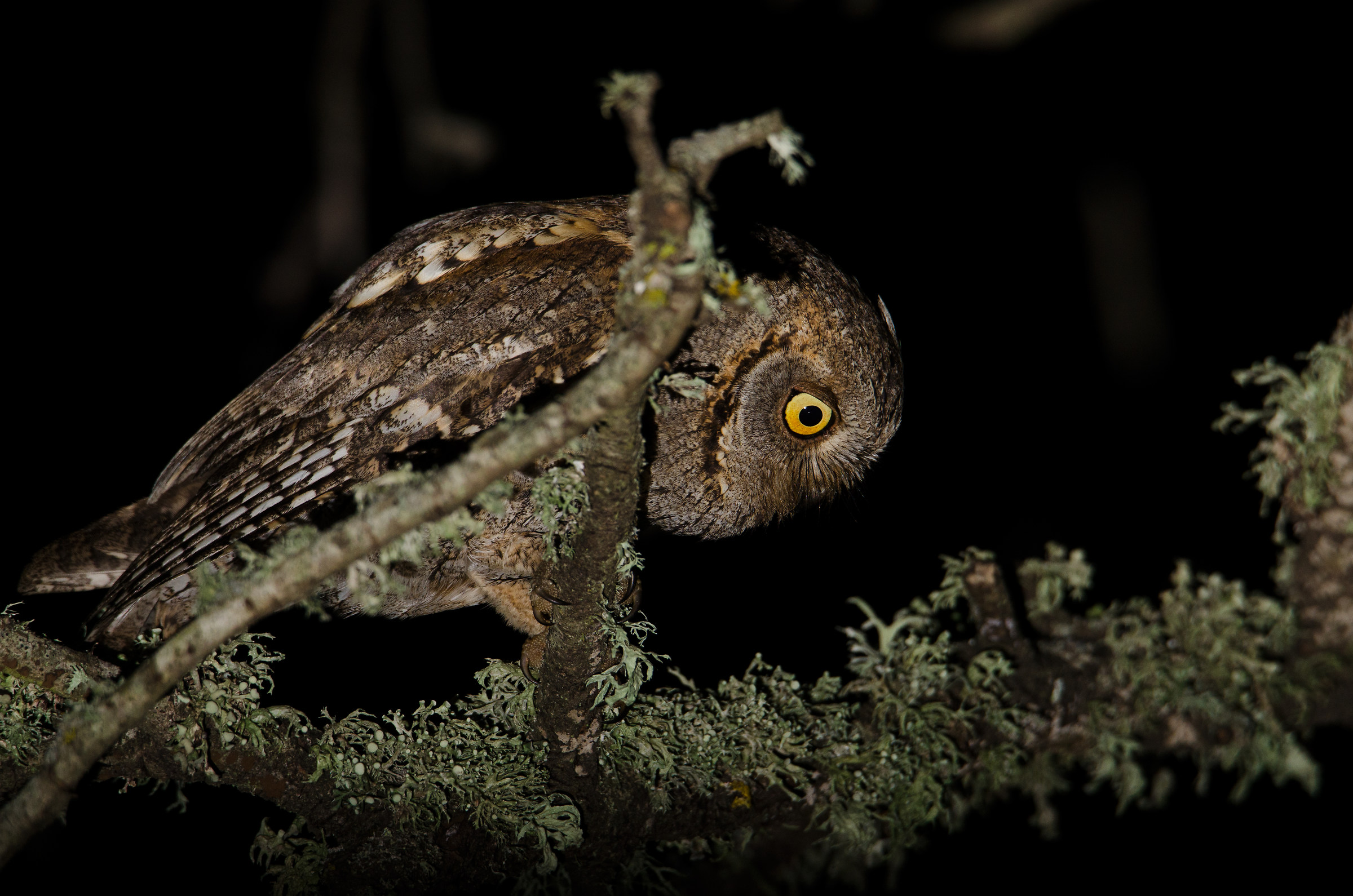 Scops Owl