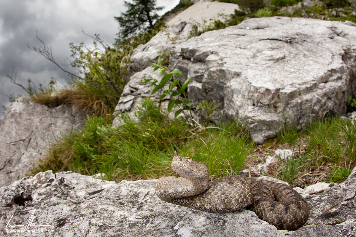 Nose-Horned Viper
