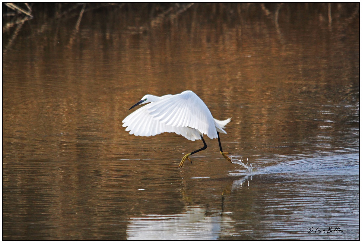 Il ballo della garzetta
