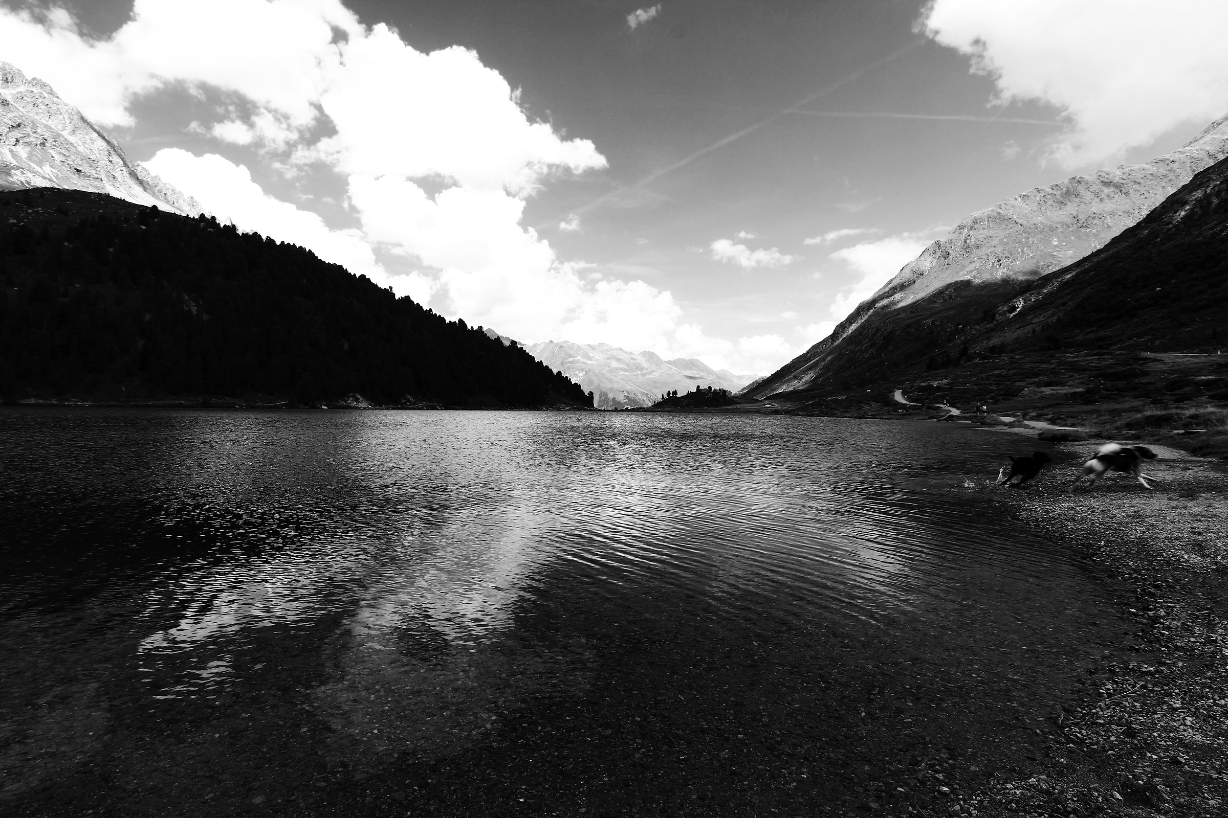 Obersee with elements... canines