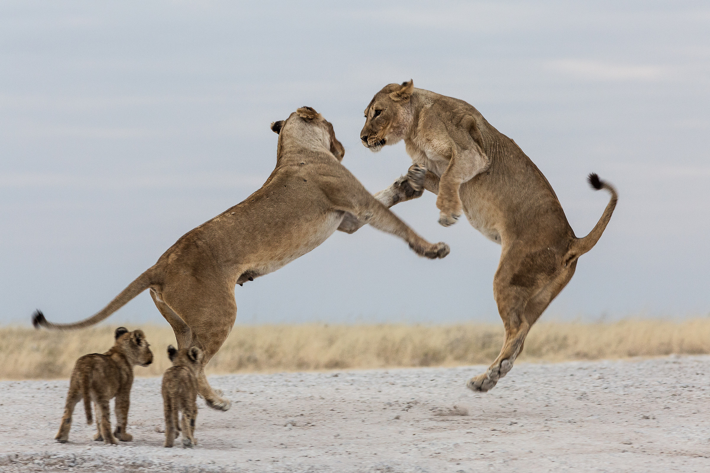 giochi di giovani leonesse, Namibia