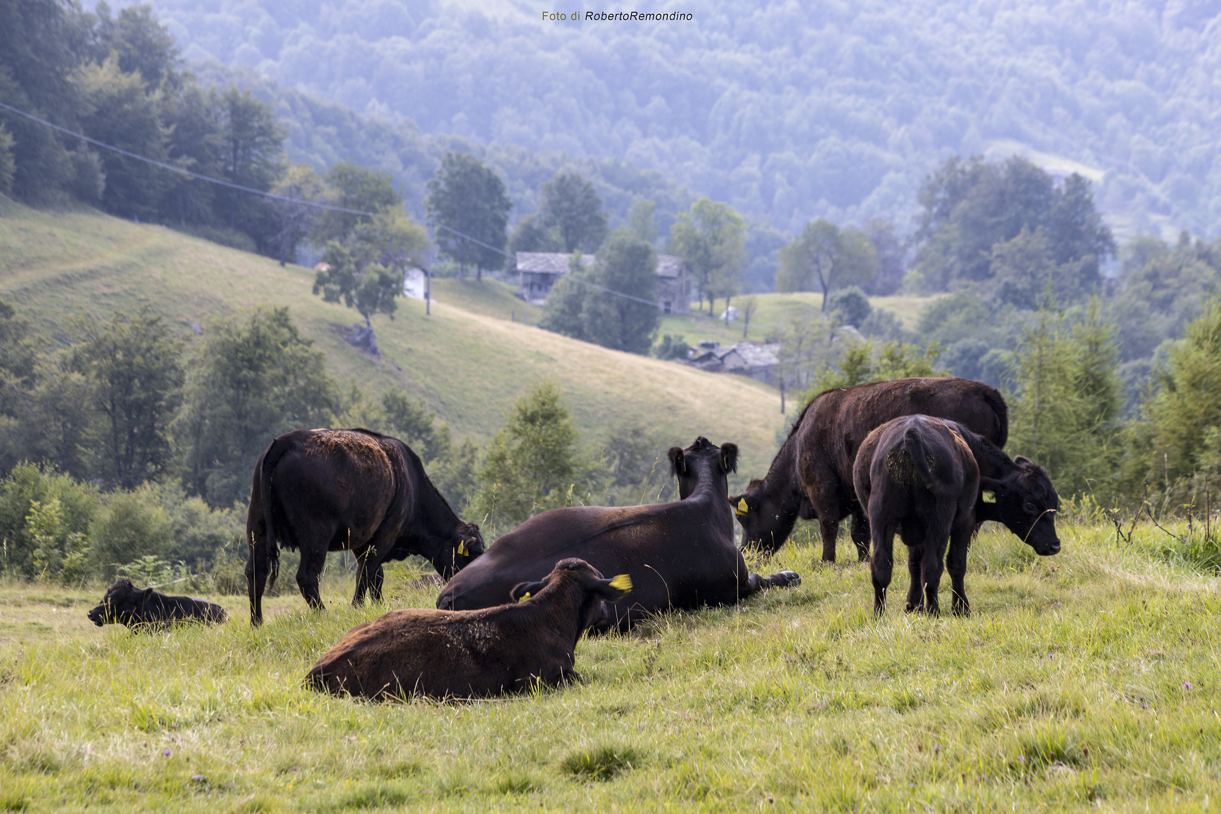 Mucche al Col del Lys