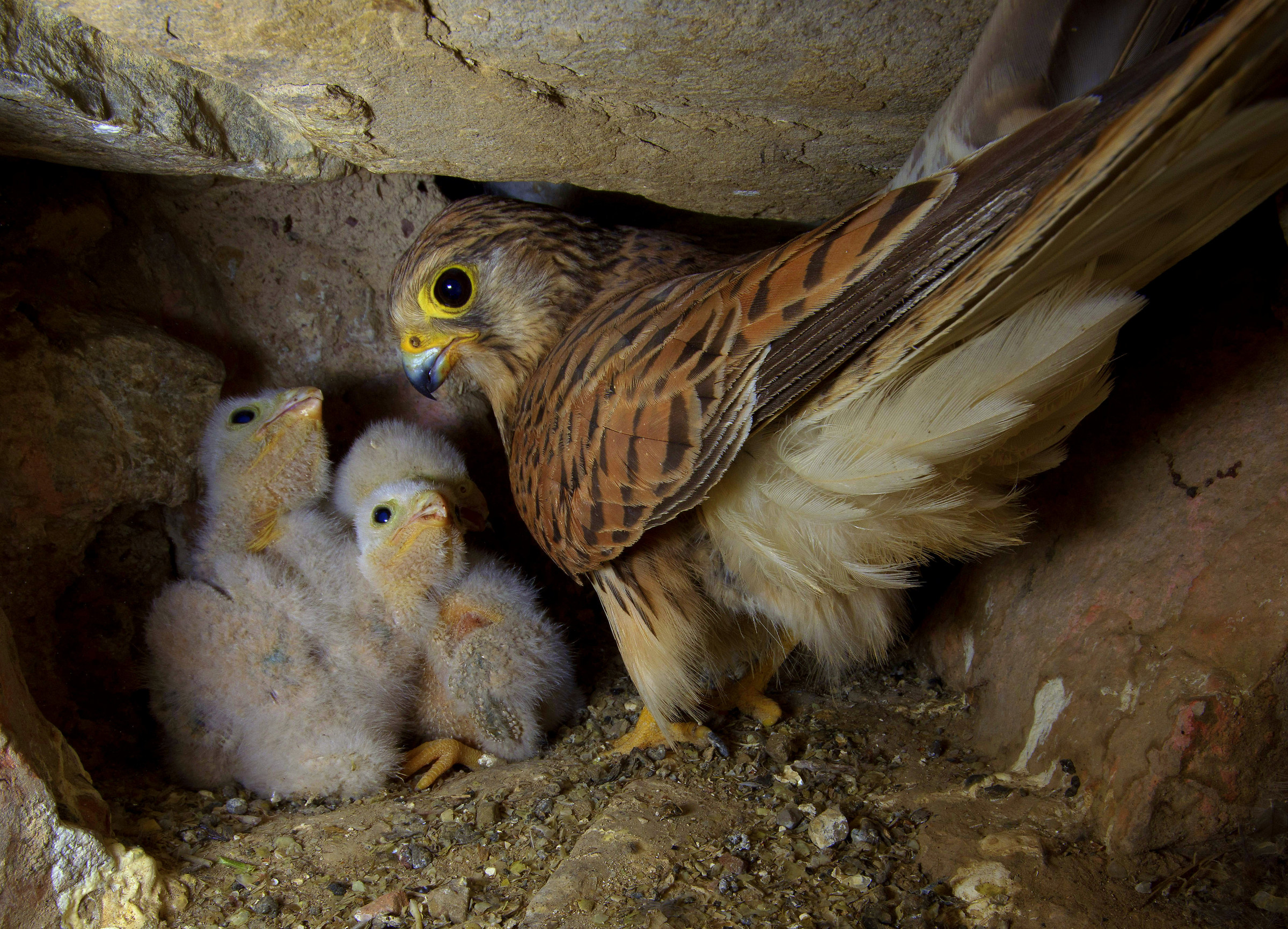 Gheppio - femmina con i piccoli