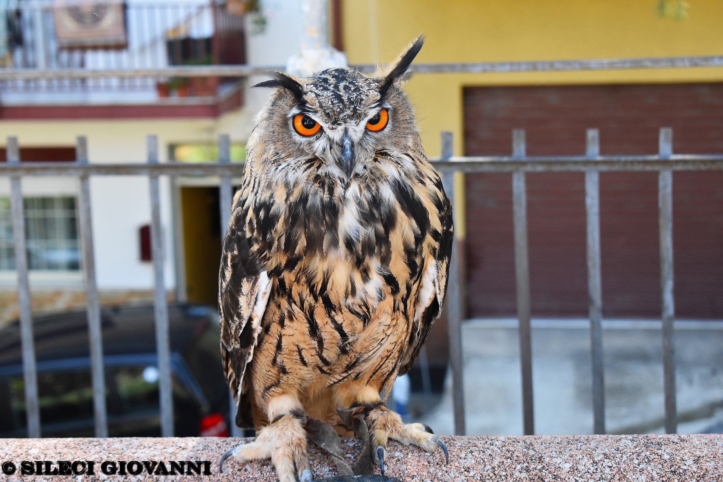 Eagle Owl