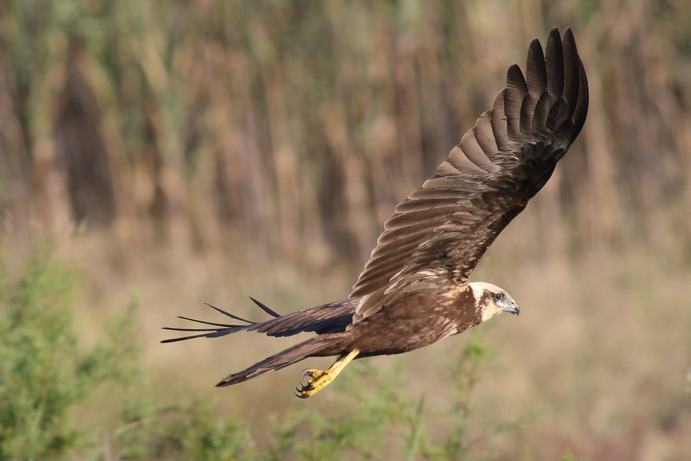 di che rapace si tratta? la foto è solo croppata