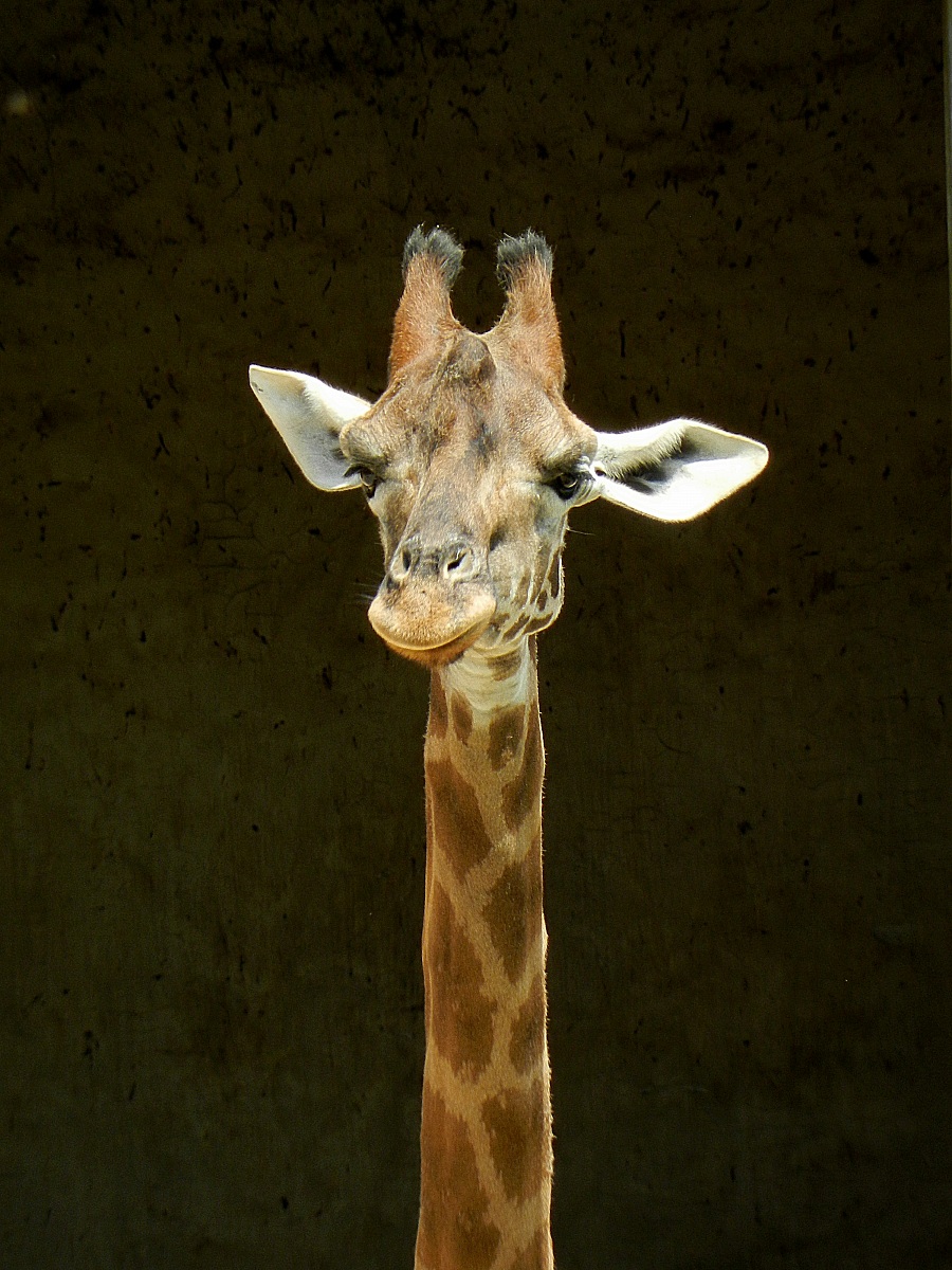 Curious giraffe ...