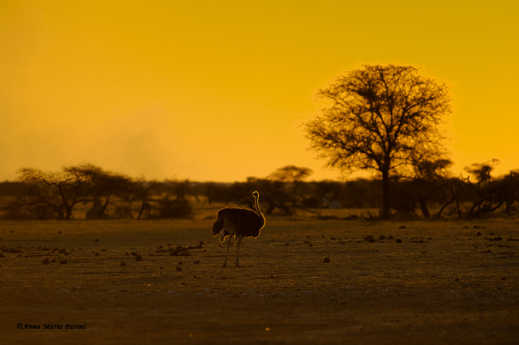 African Sunset