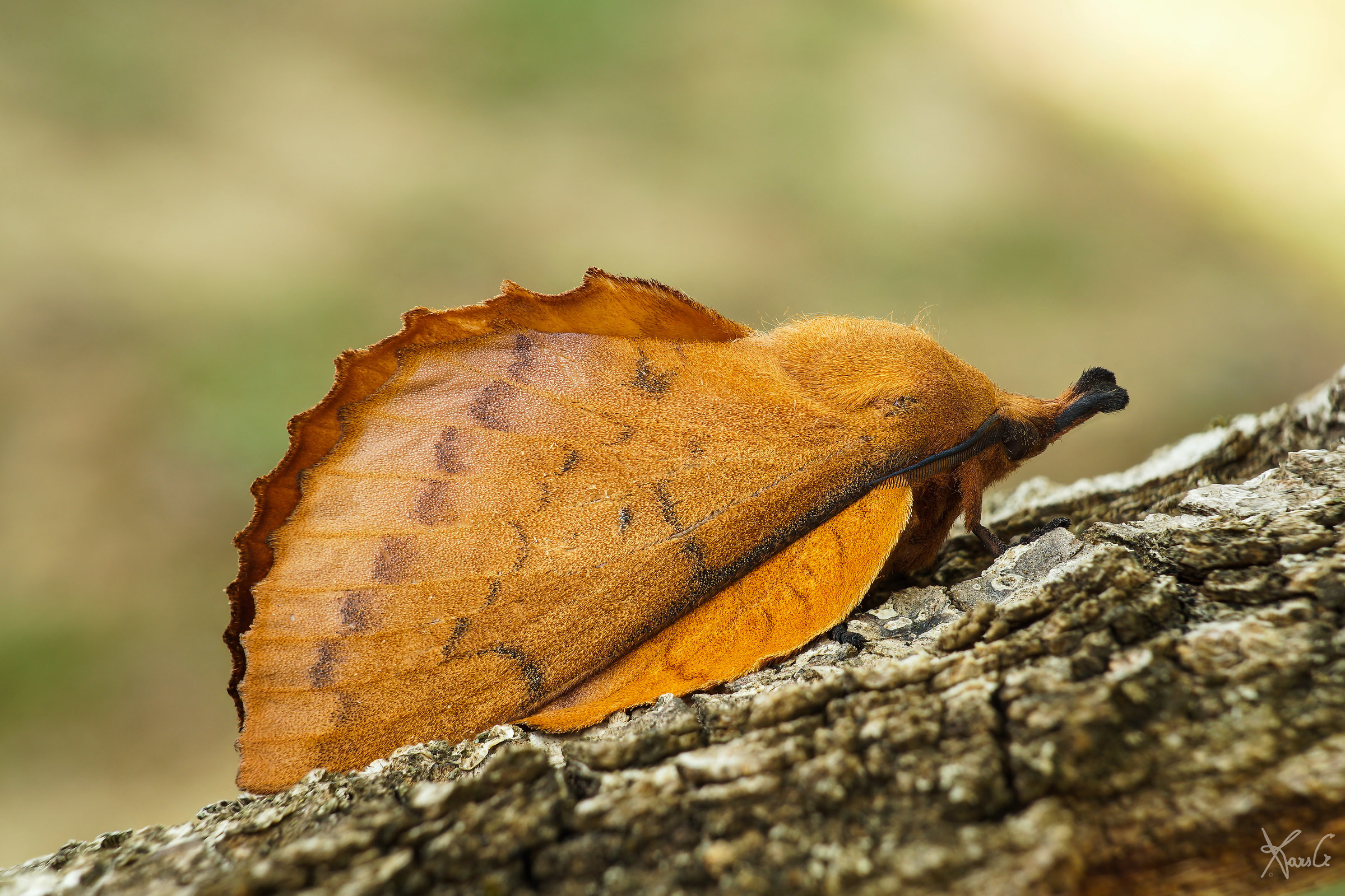 Gastropacha quercifolia