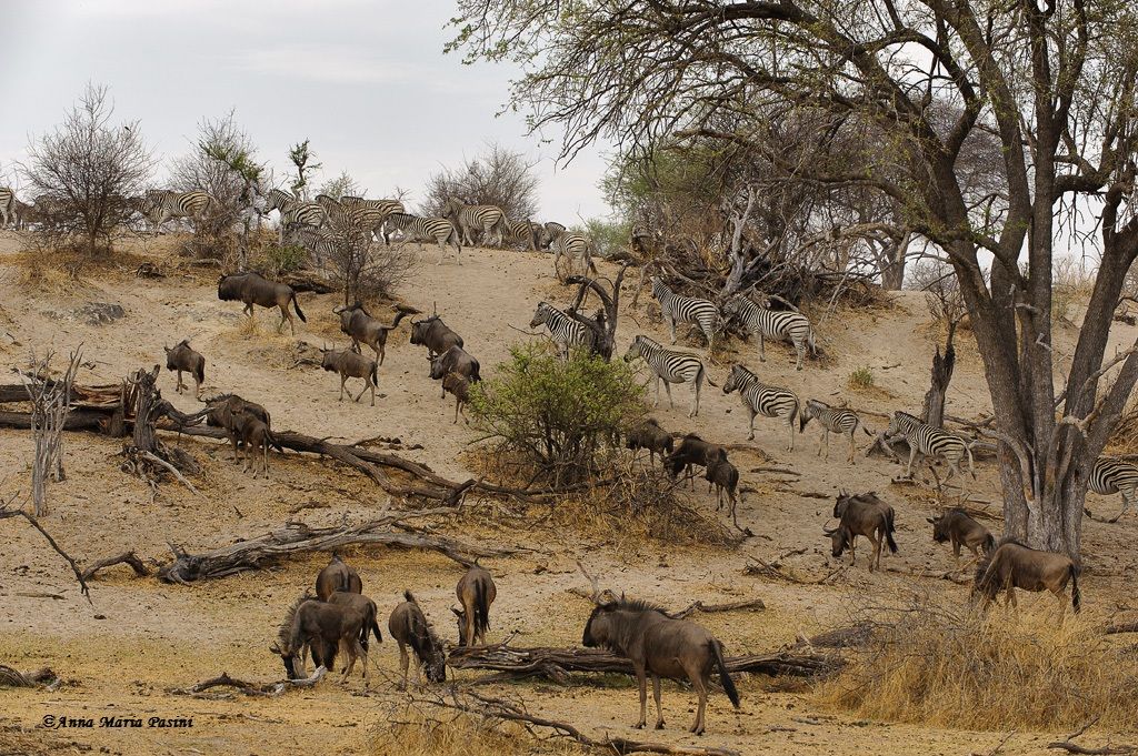 Life along the banks of the Boteti