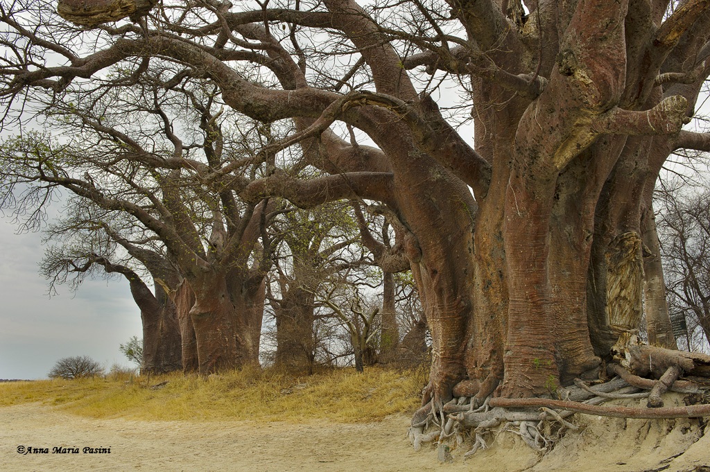 Grouping and huge baobab trees