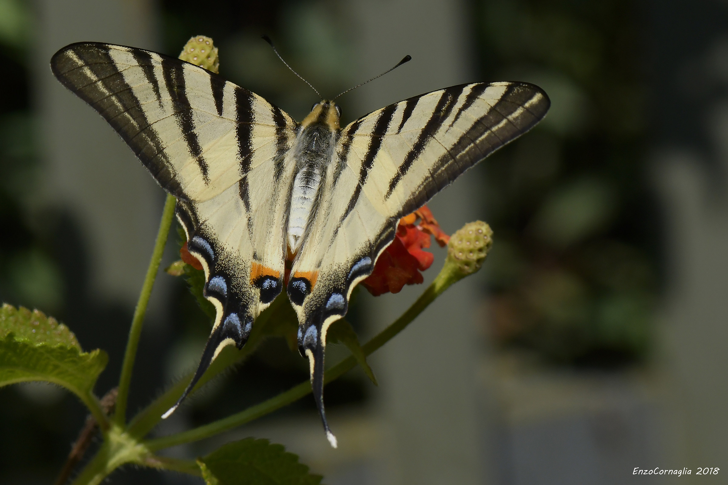 Iphiclides podalirius