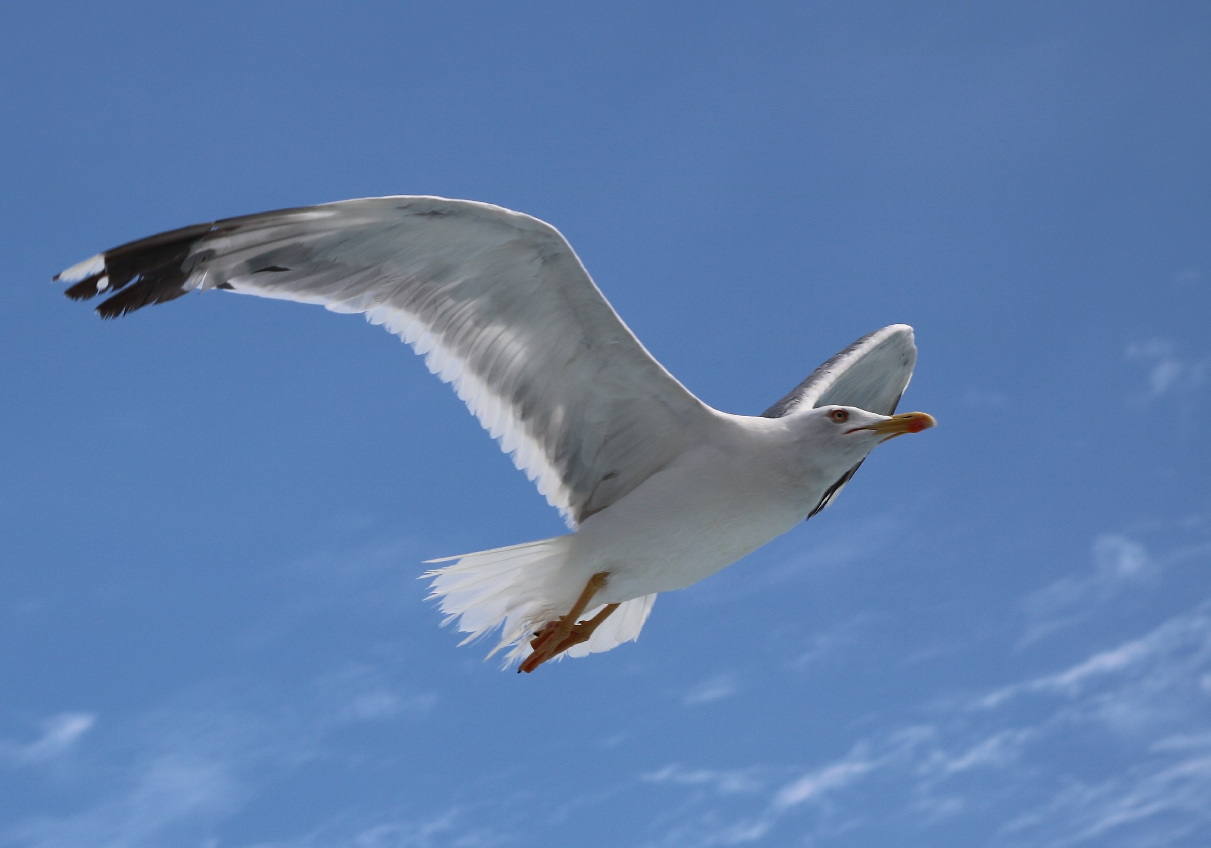Seagull in Rovinj