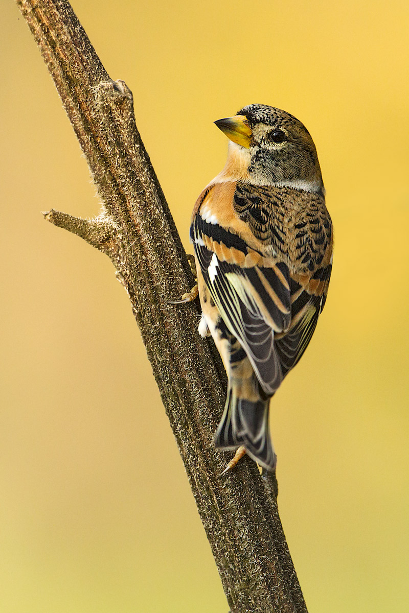 brambling