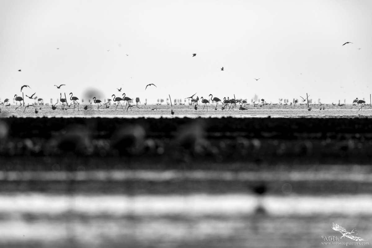 Natura in bianco e nero