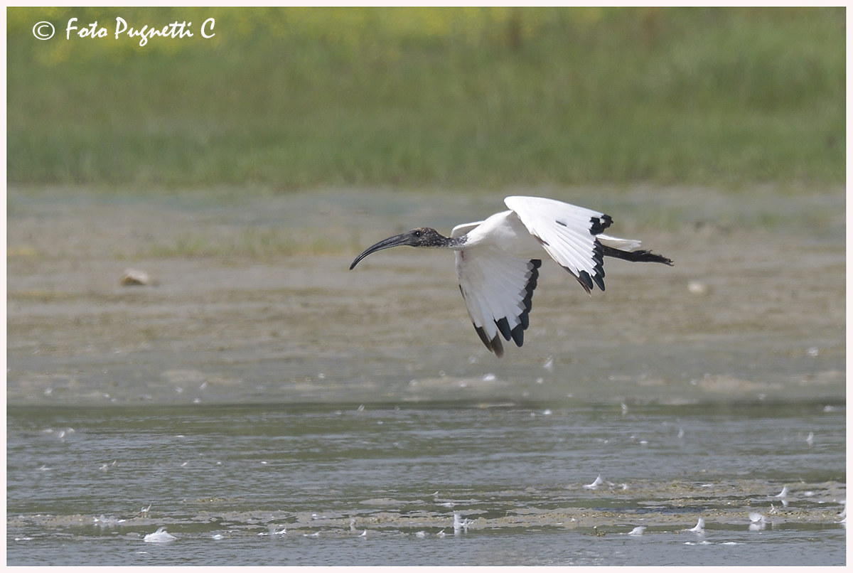 Sacred Ibis