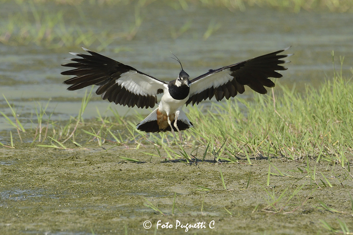 Lapwing