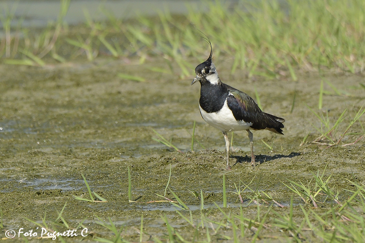 Lapwing