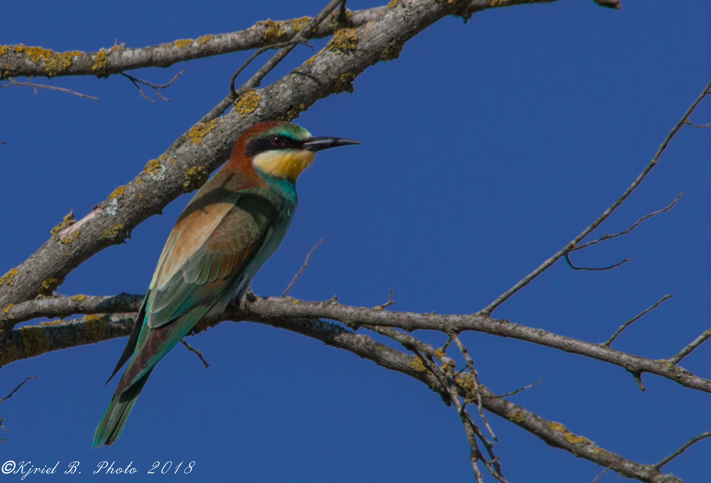 Bee-eater