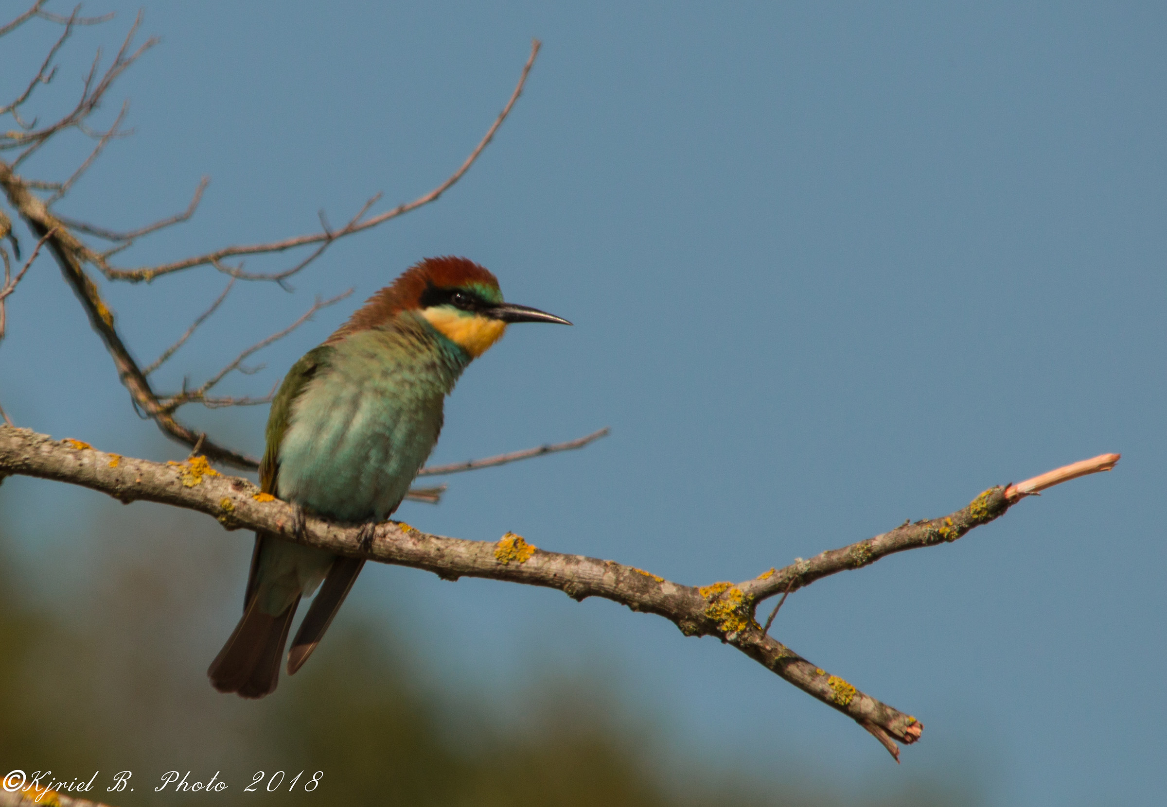 Bee-Eater 2