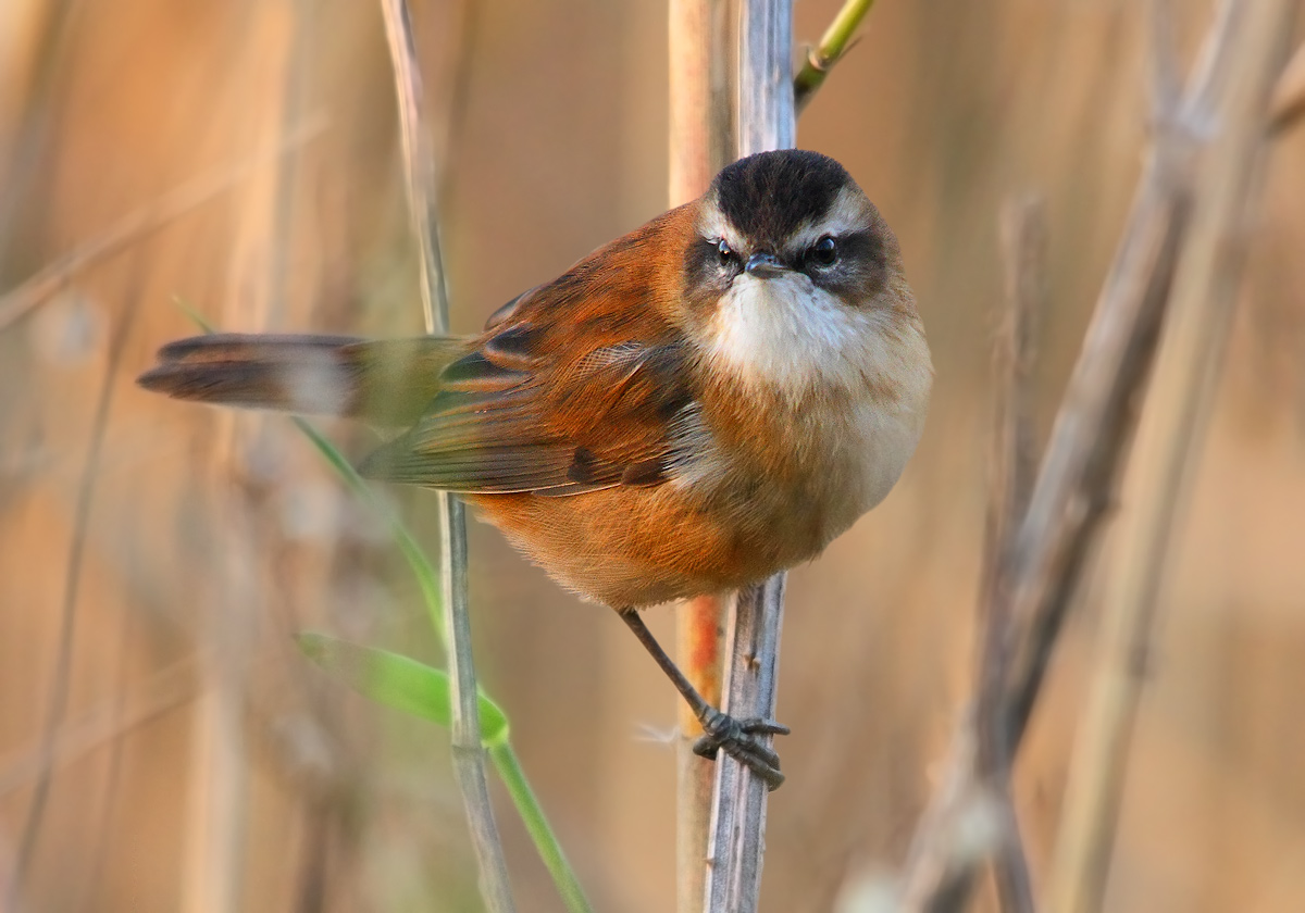 Moustached Warbler