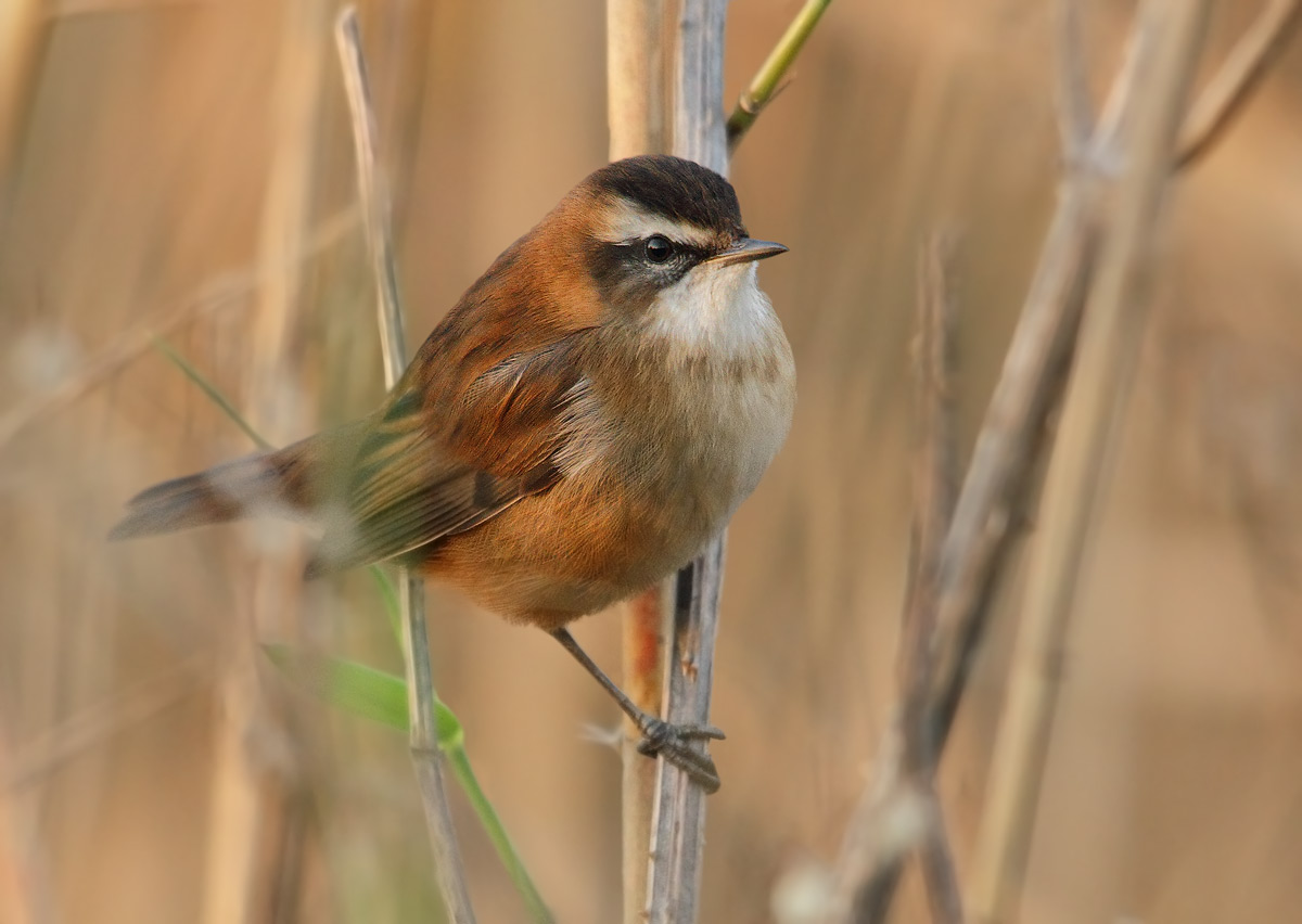 Moustached Warbler
