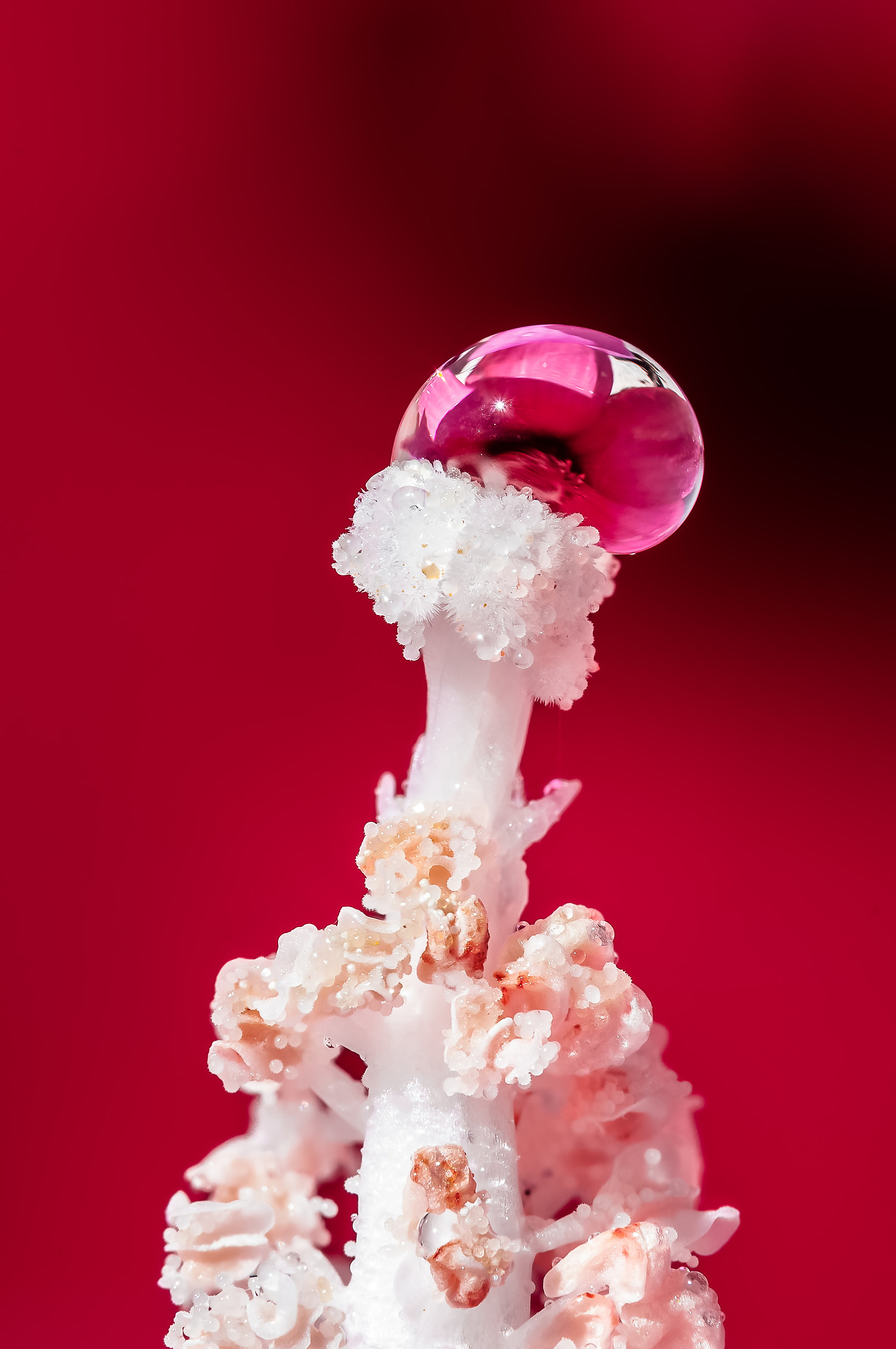 Drops Flowers Gocce Fiori Riflessi Mario JR Nicorelli