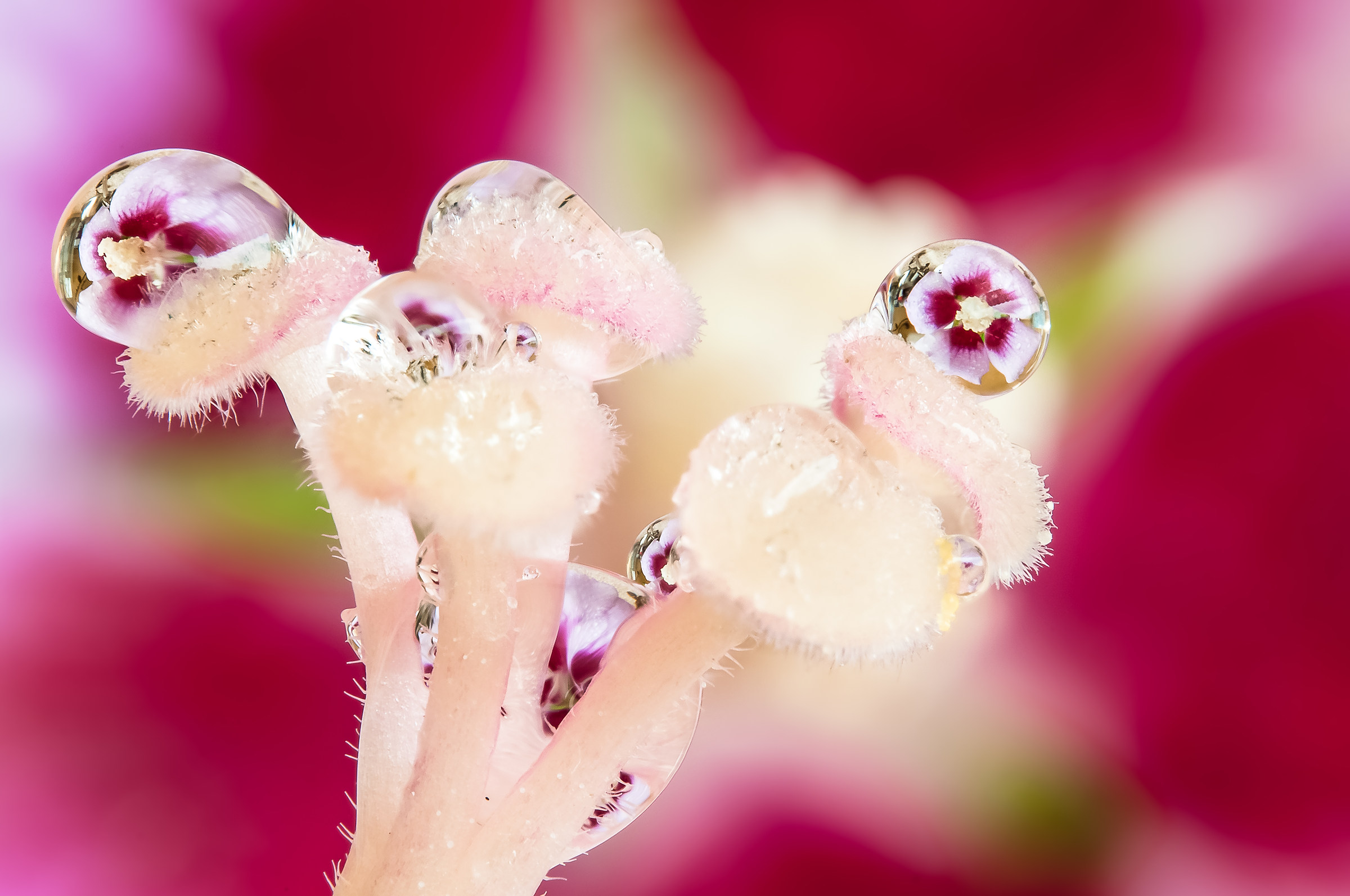 Drops Flowers Gocce Fiori Riflessi Mario JR Nicorelli