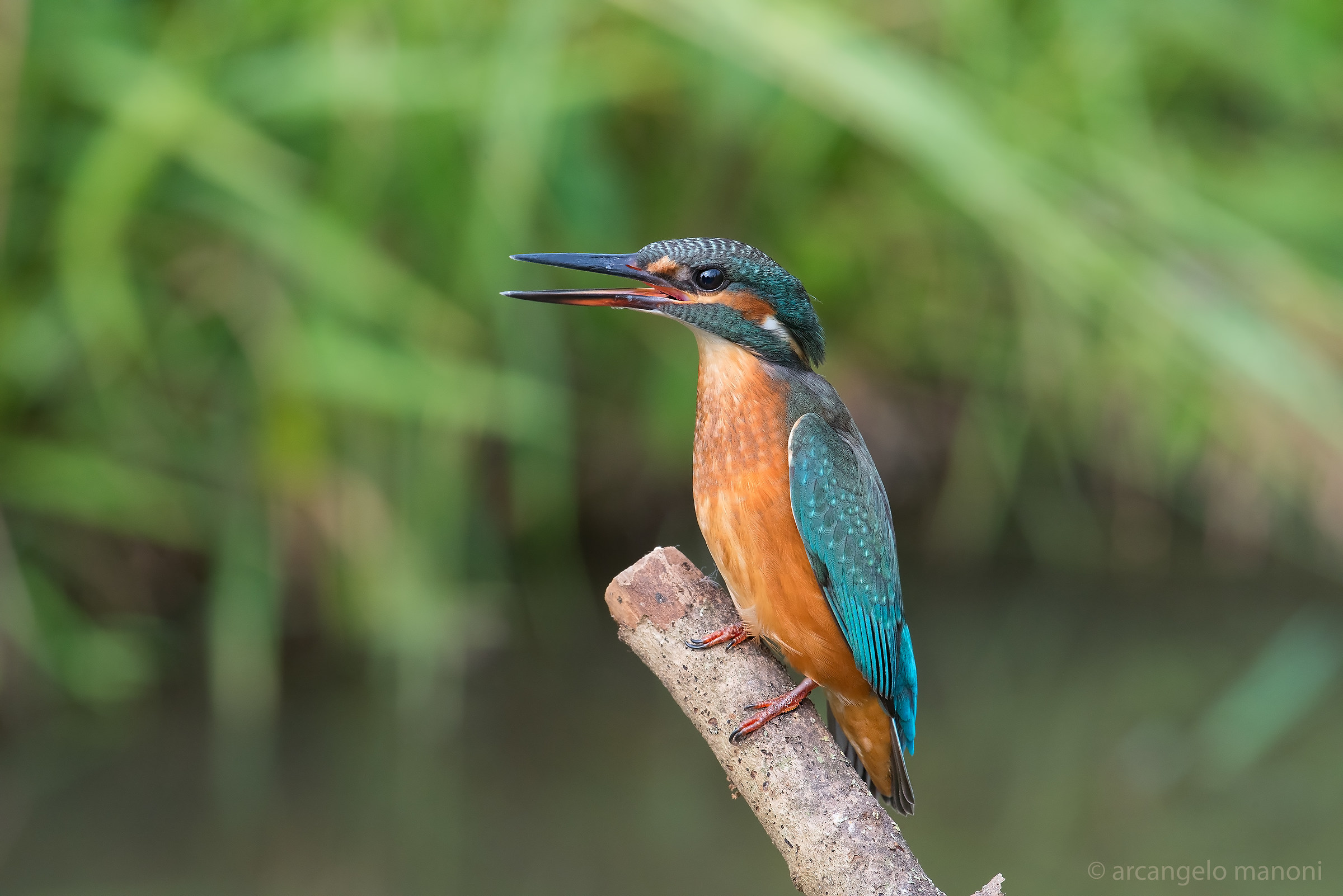 The Wrath of Martina