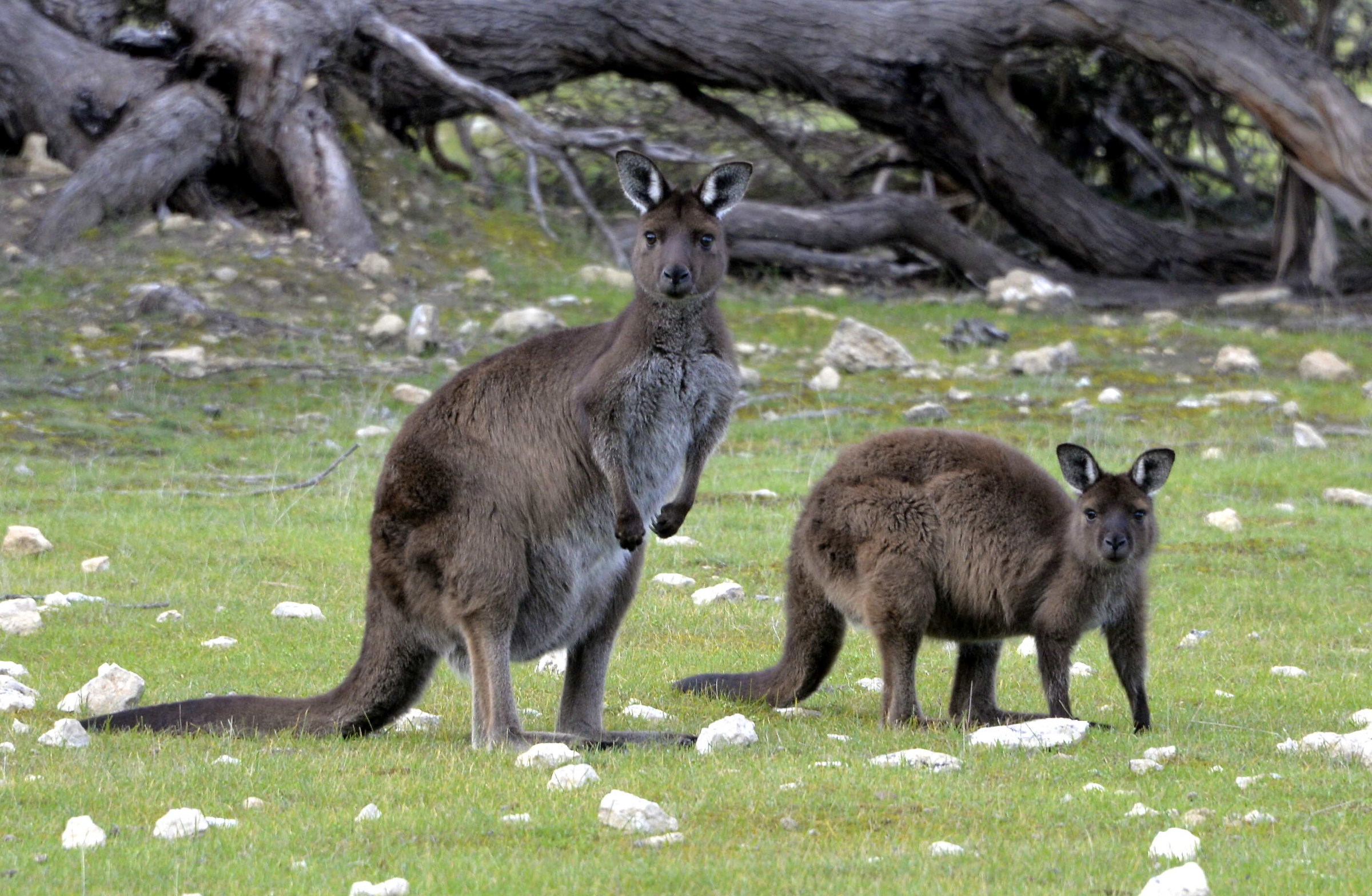 Kangaroo Island