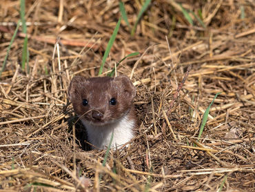 Mustela nivalis