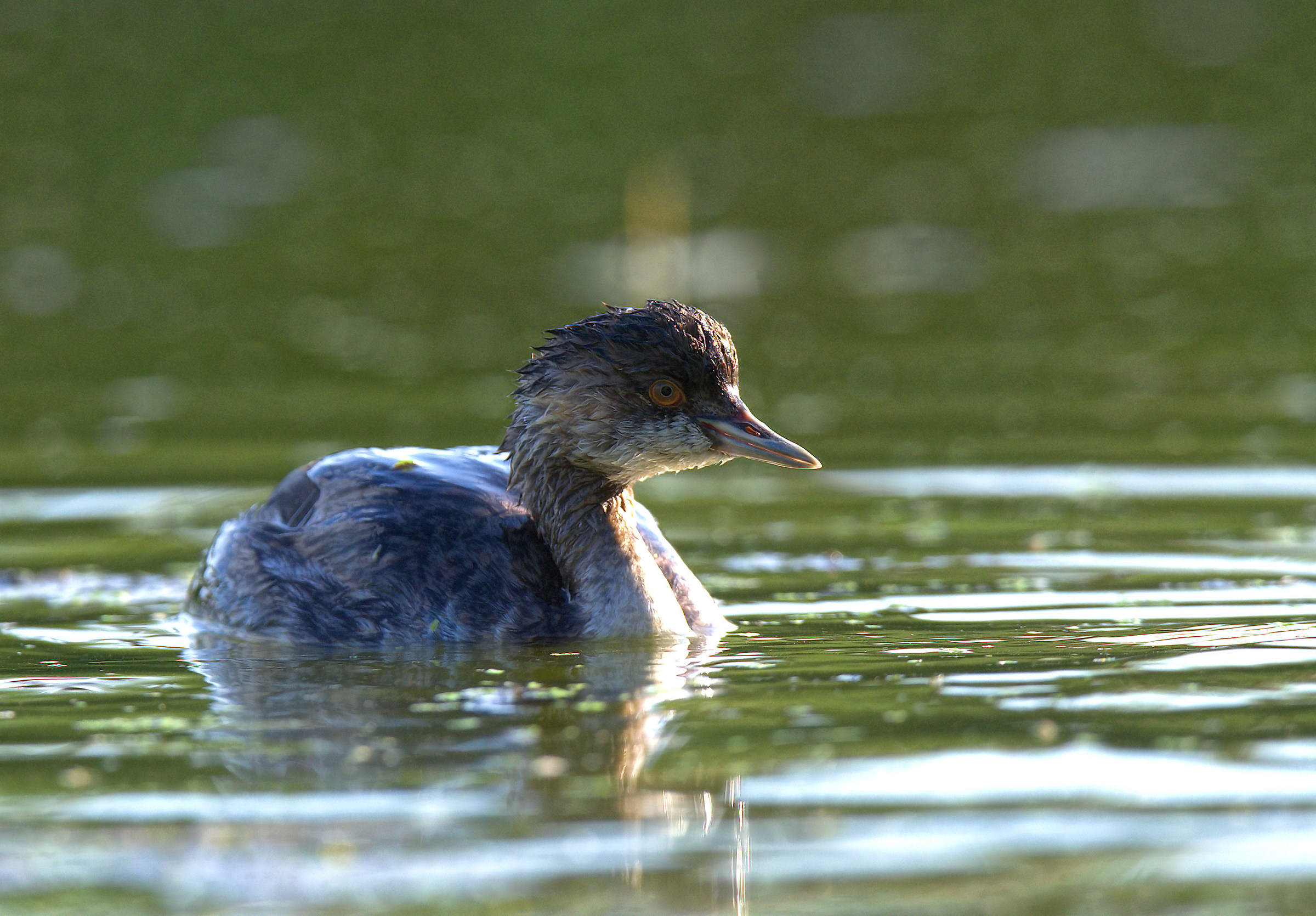 Small Grebe
