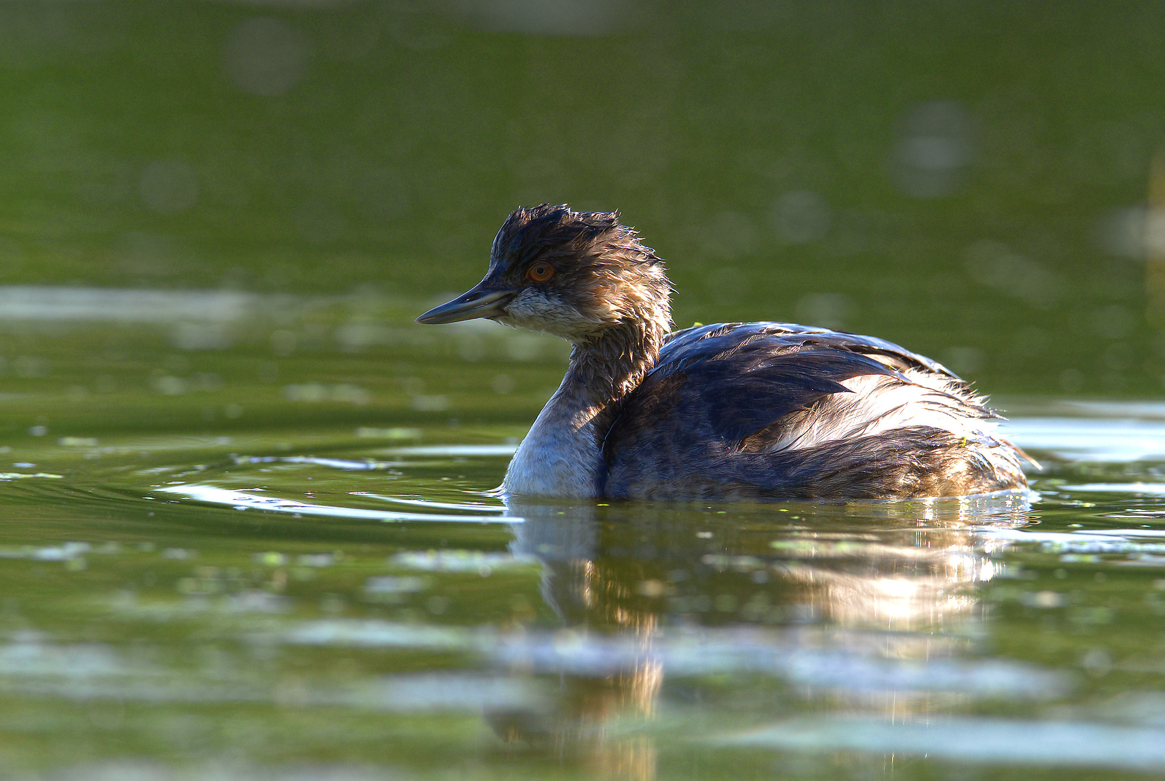 Small Grebe