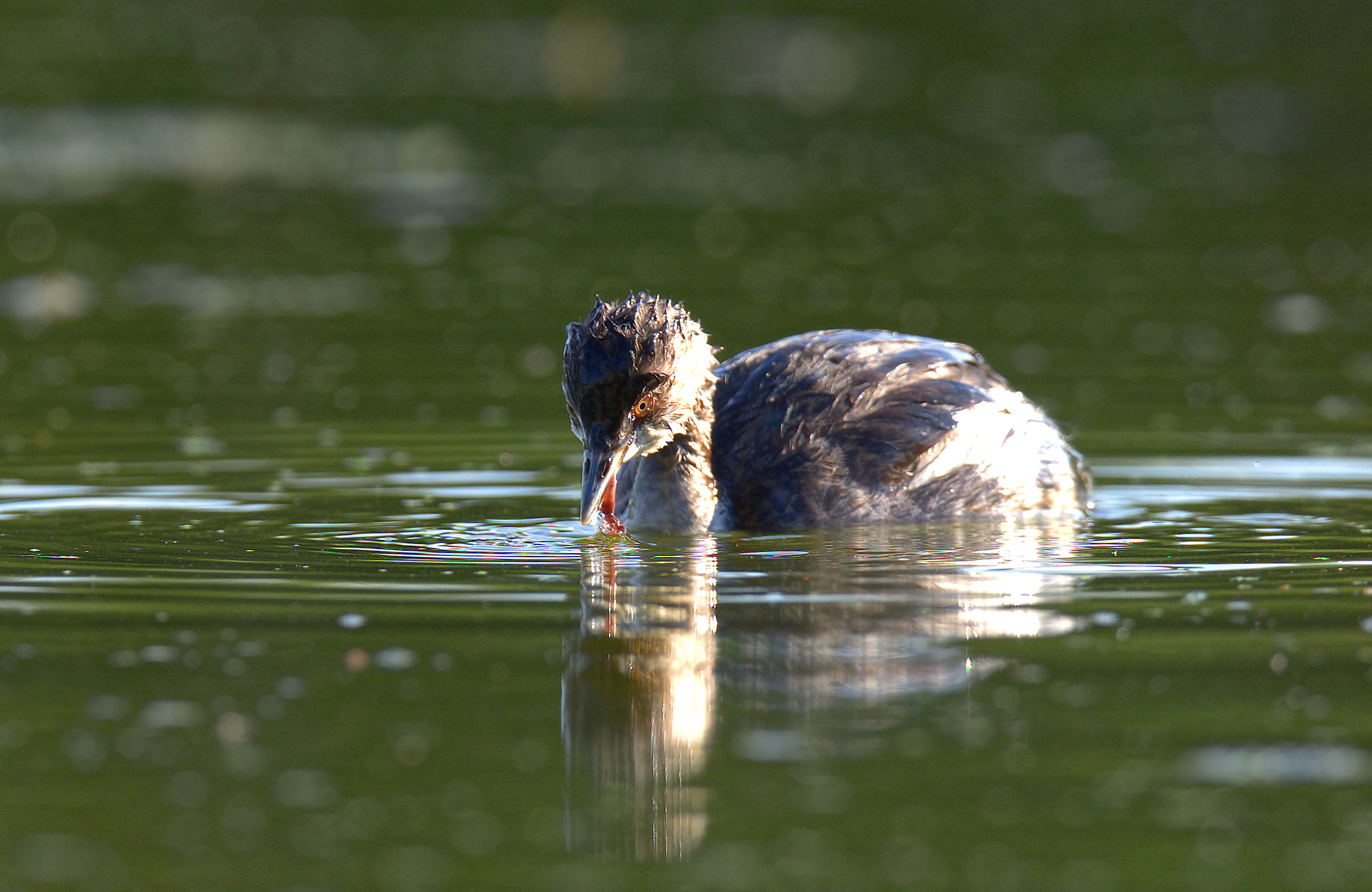 Small Grebe