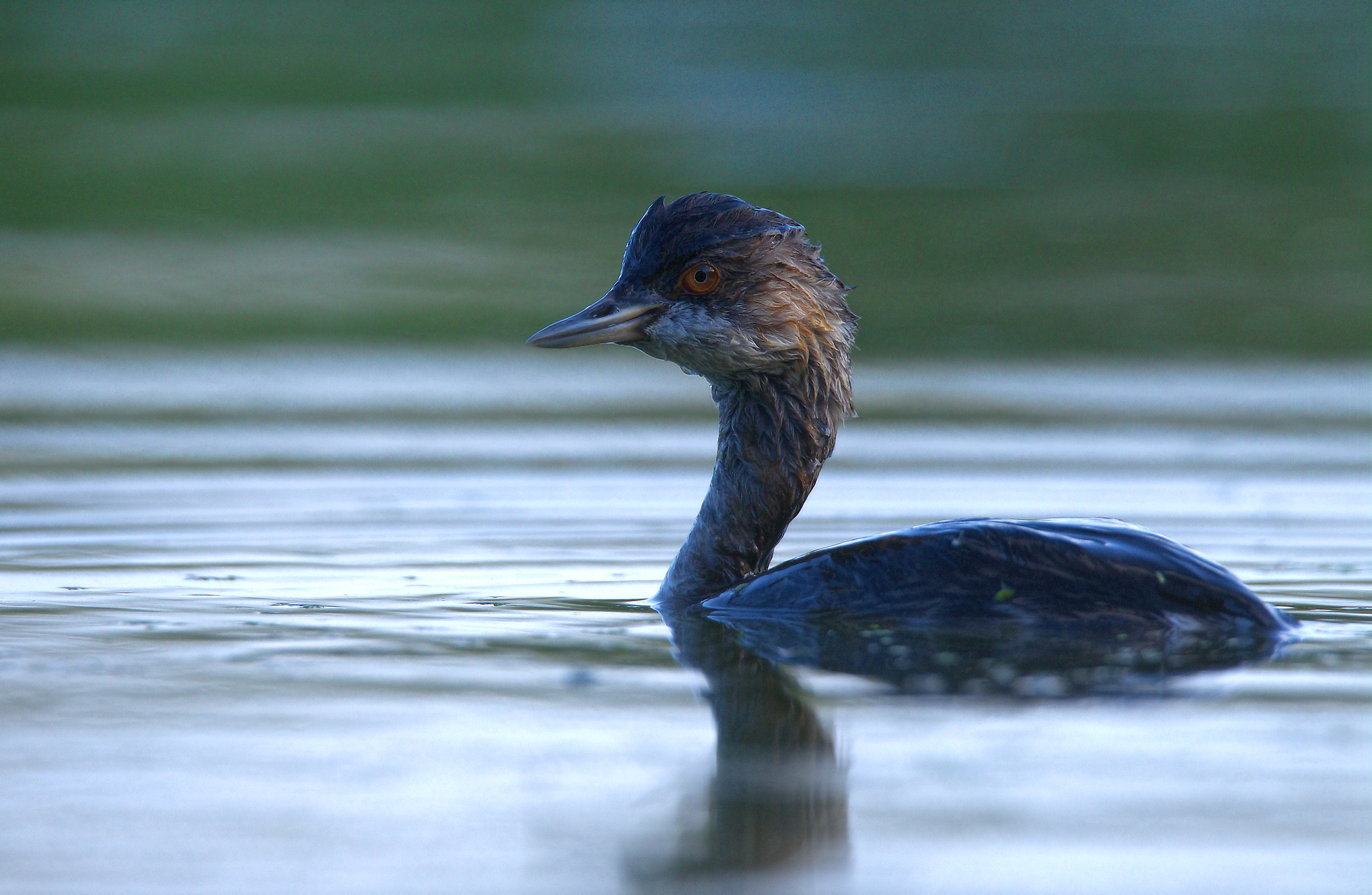 Small Grebe