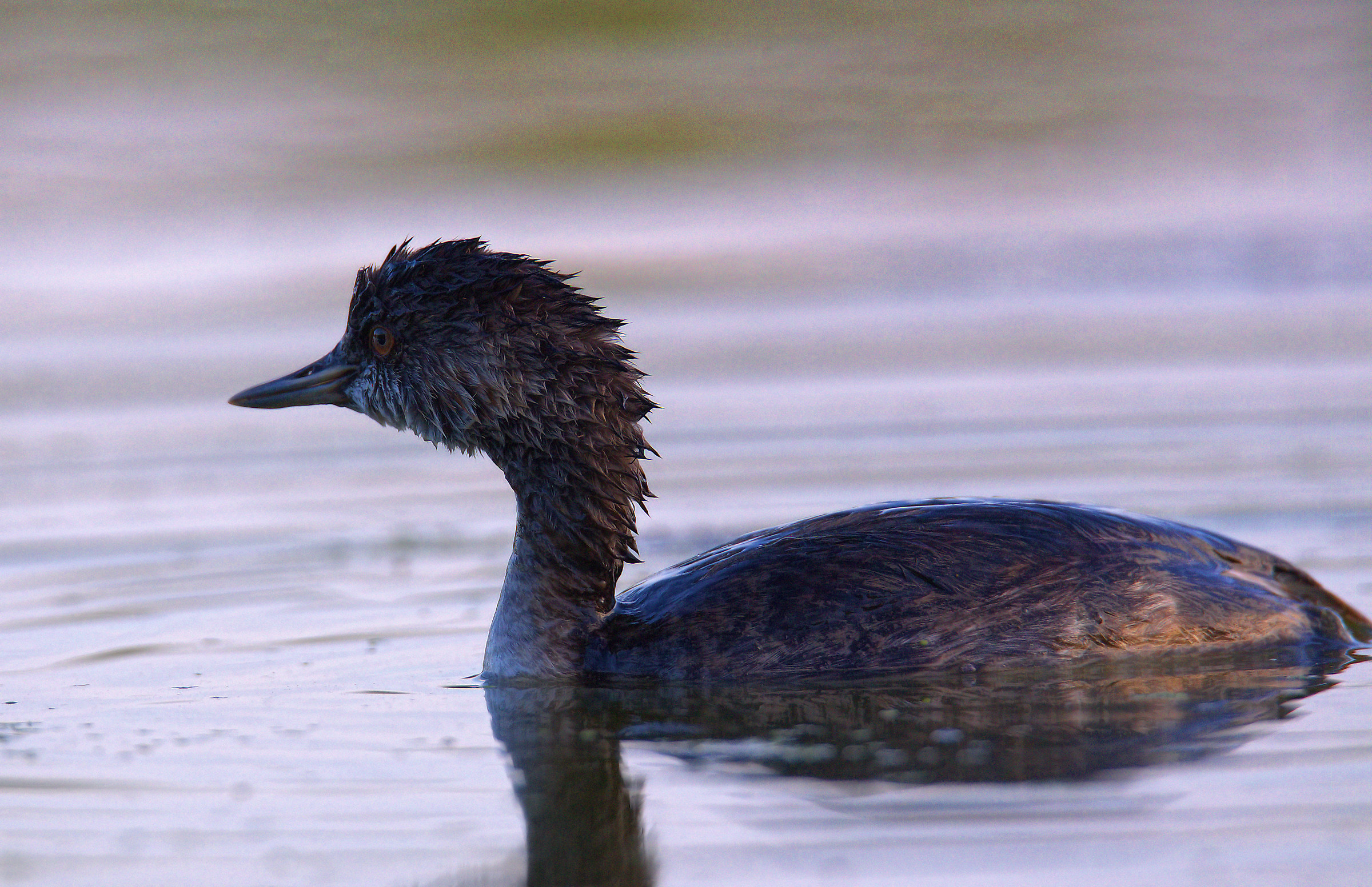 Small Grebe