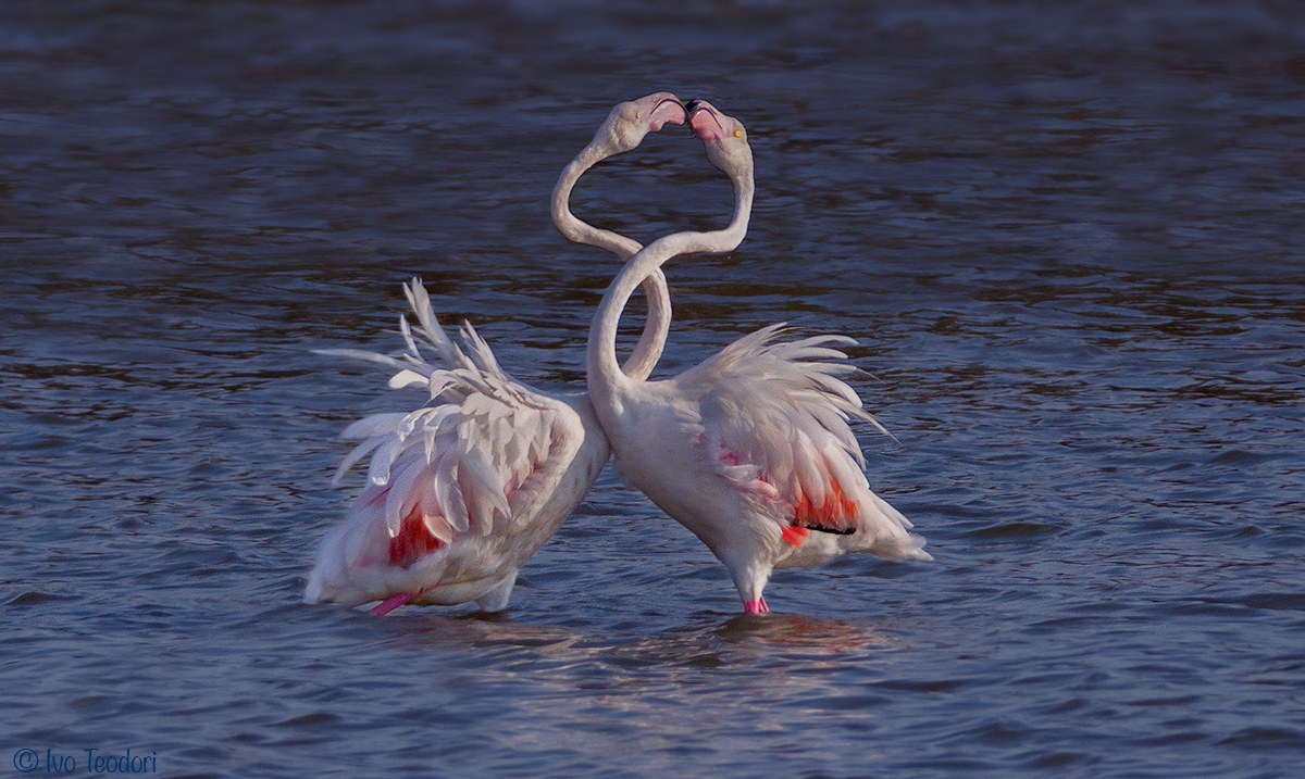 A story of pink feathers.