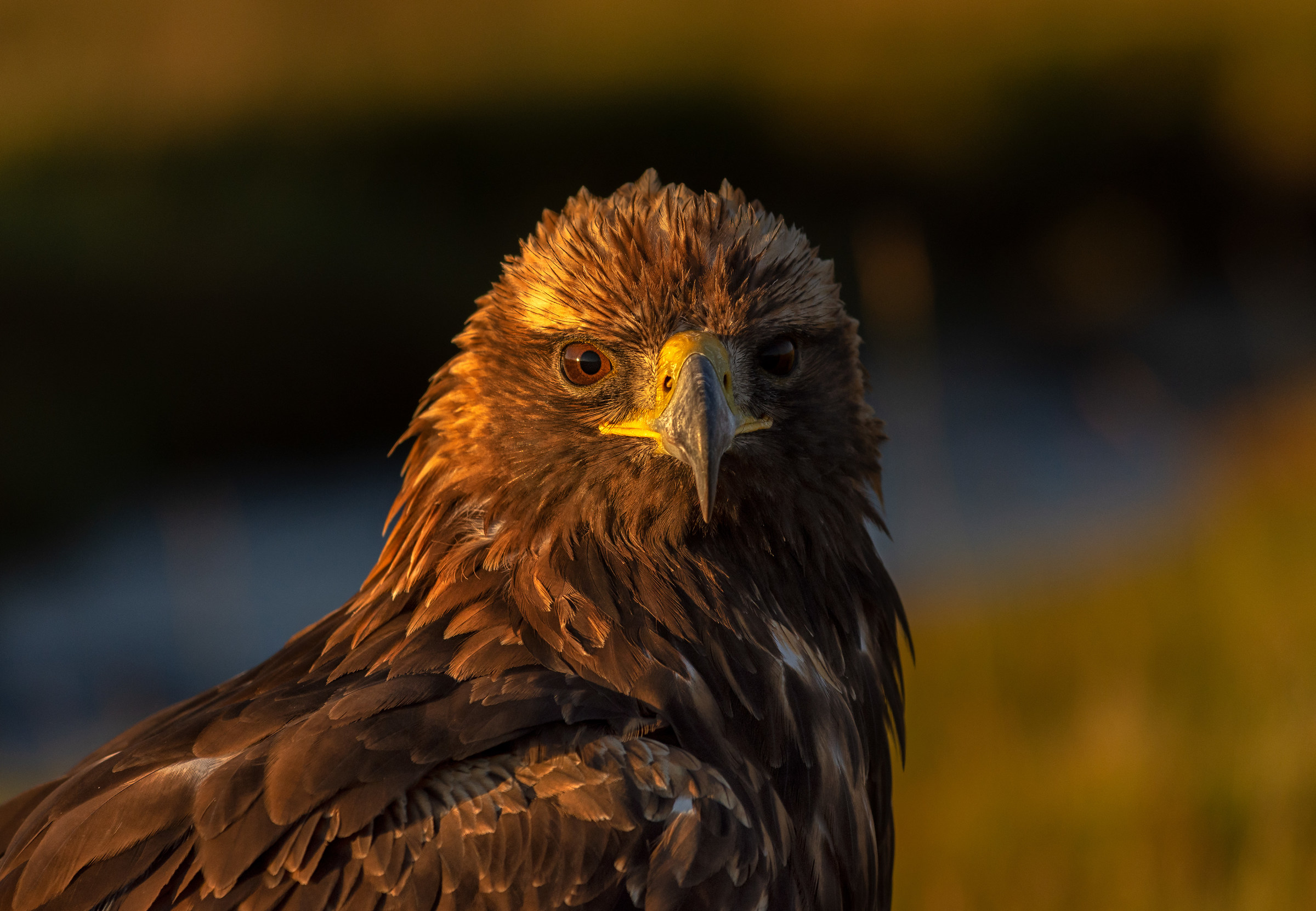 Golden eagle portrait