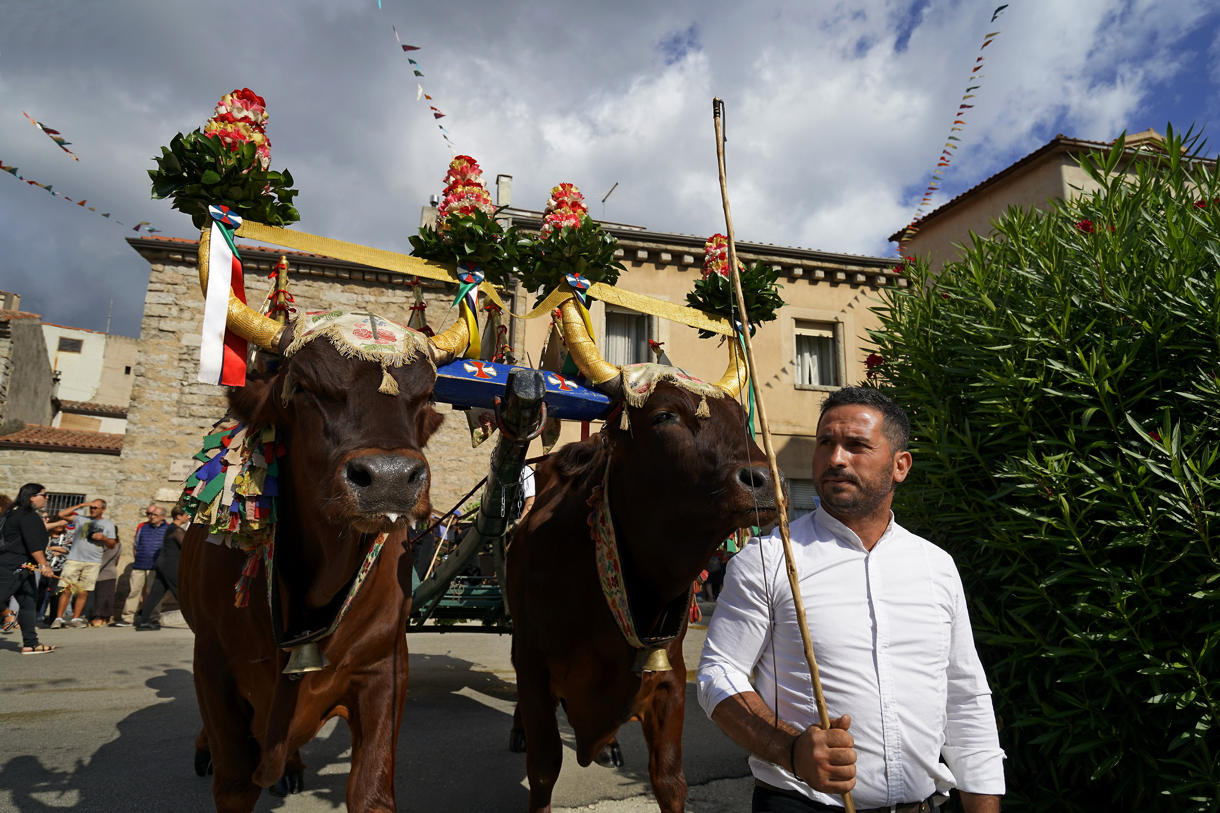 Tradizione - Carro a buoi