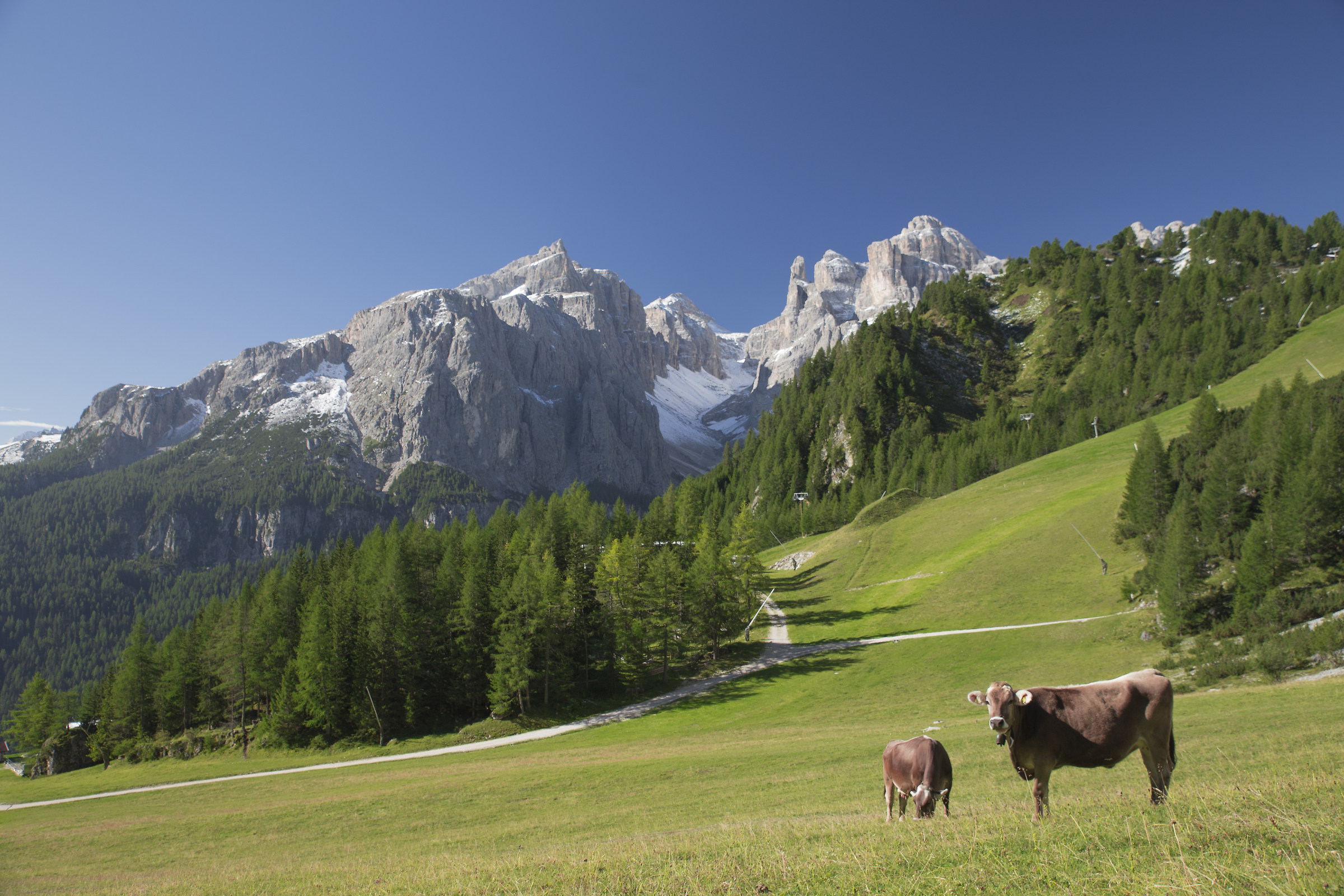 Mucche in val badia...