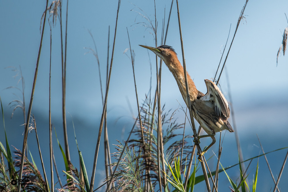 Little Bittern Female (Ixobrychus minutus)