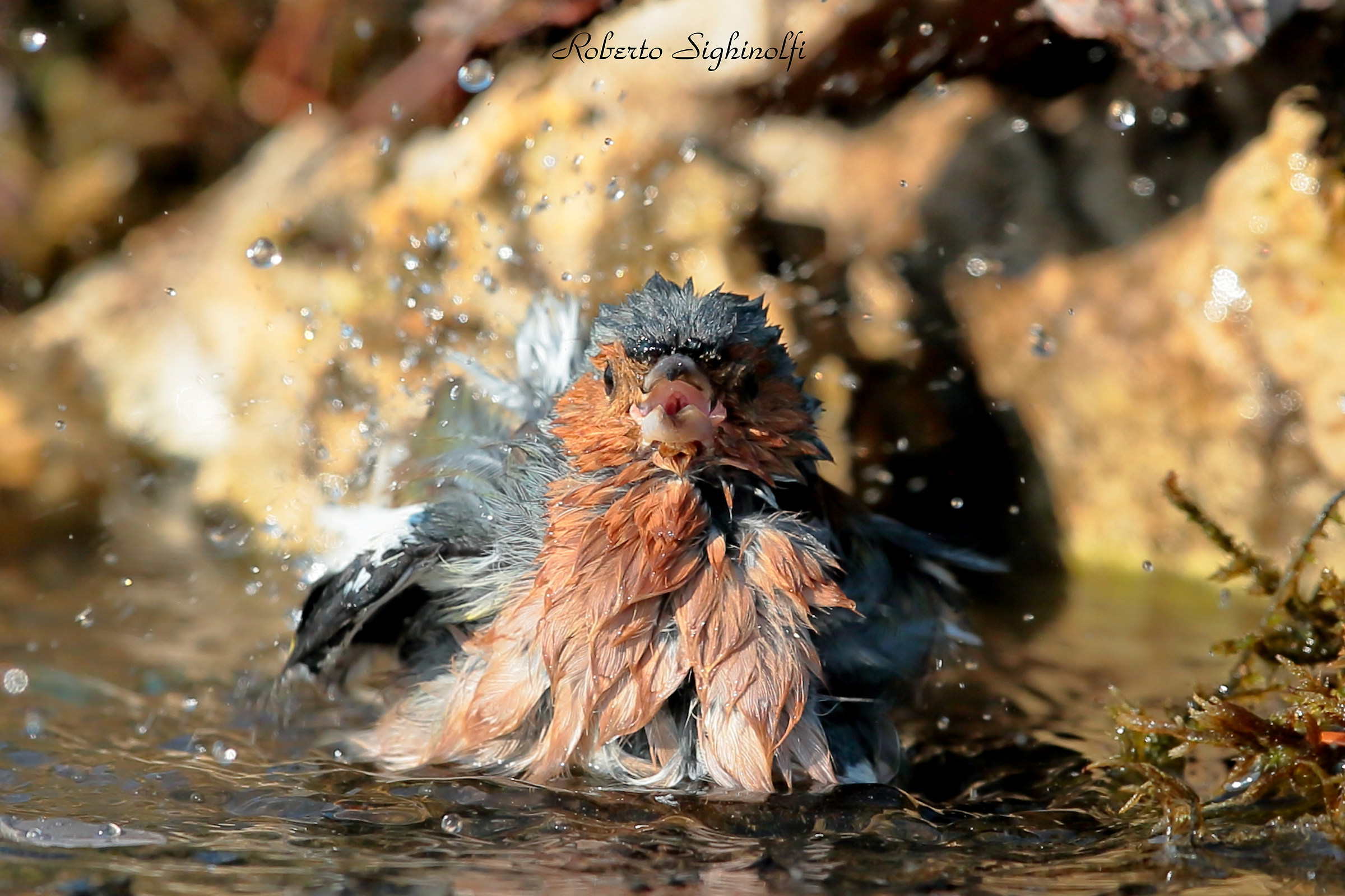 Finch sings in the tub