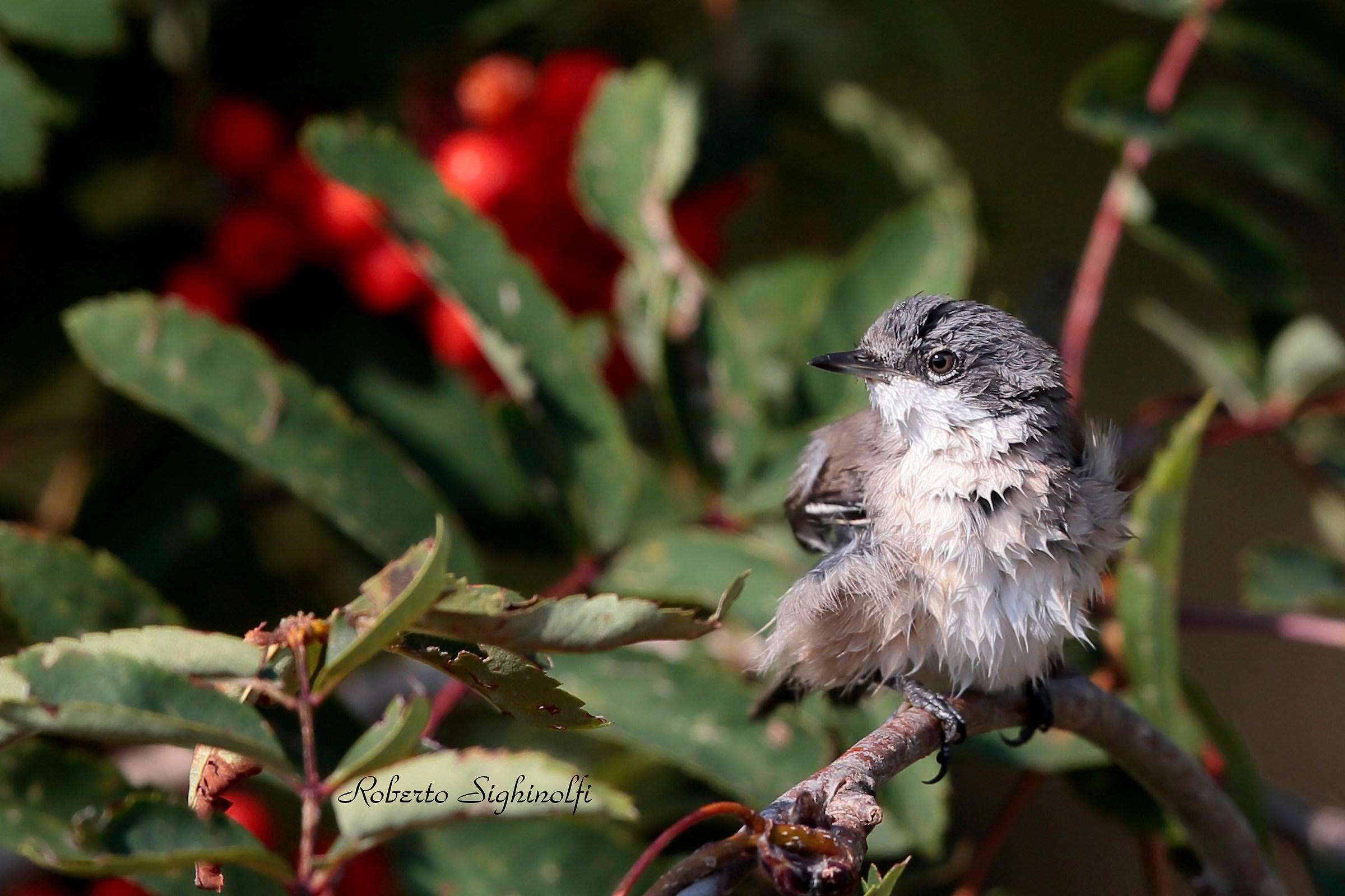 Scrollatina after the bathroom
