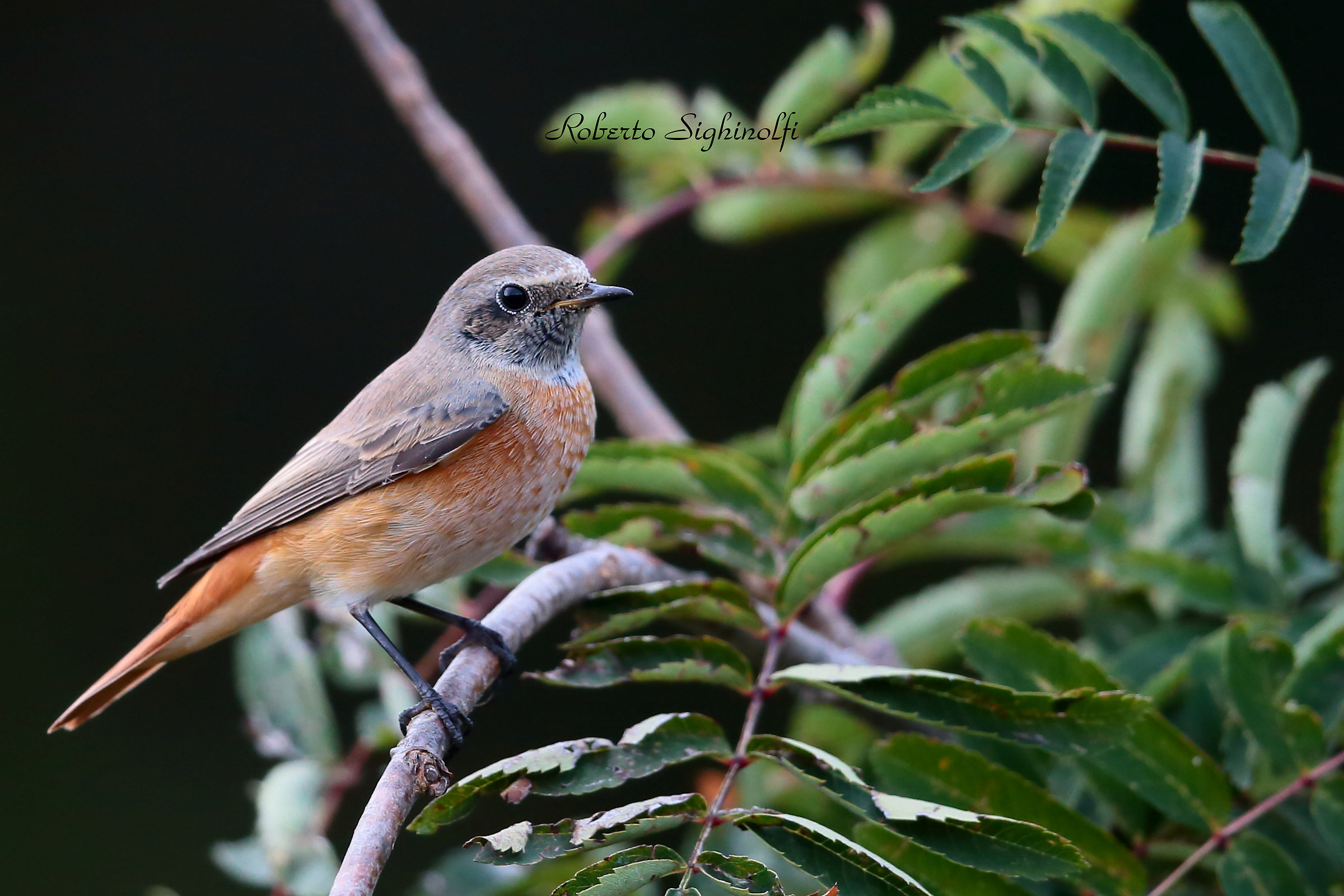 Black Redstart