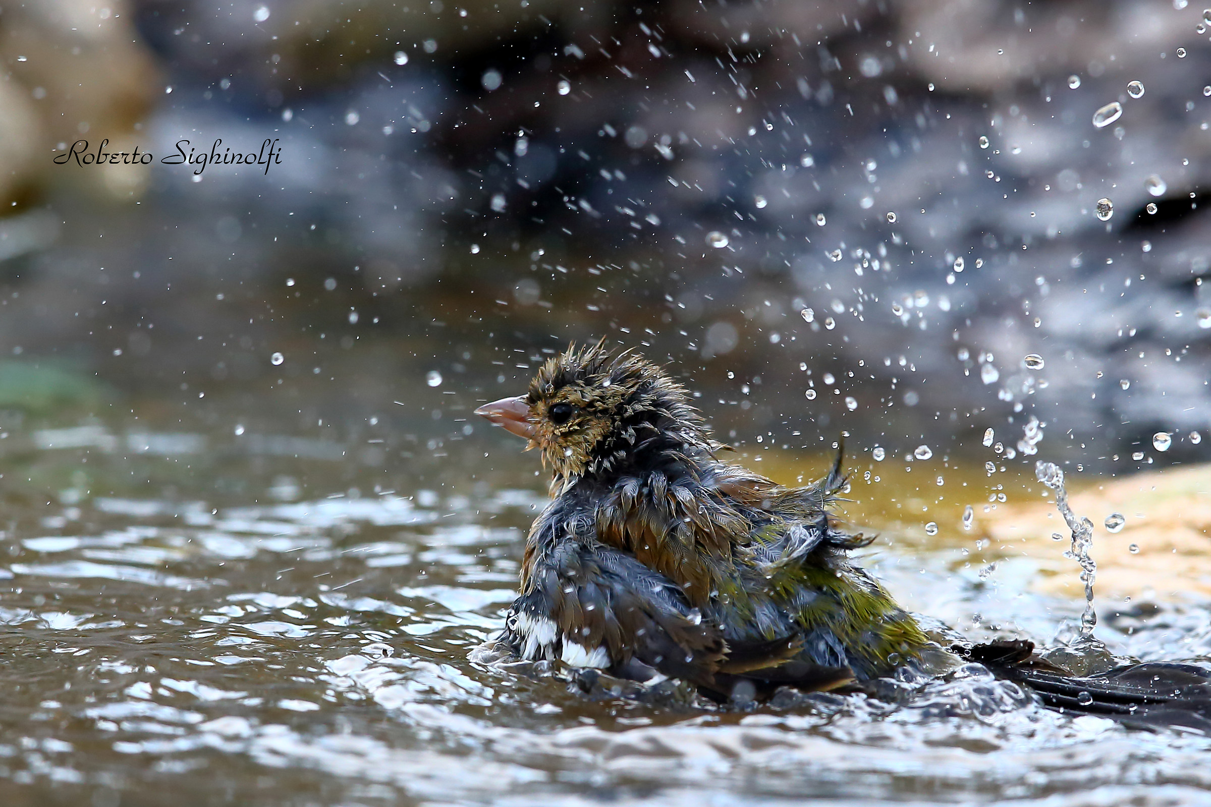 Finches Bathe
