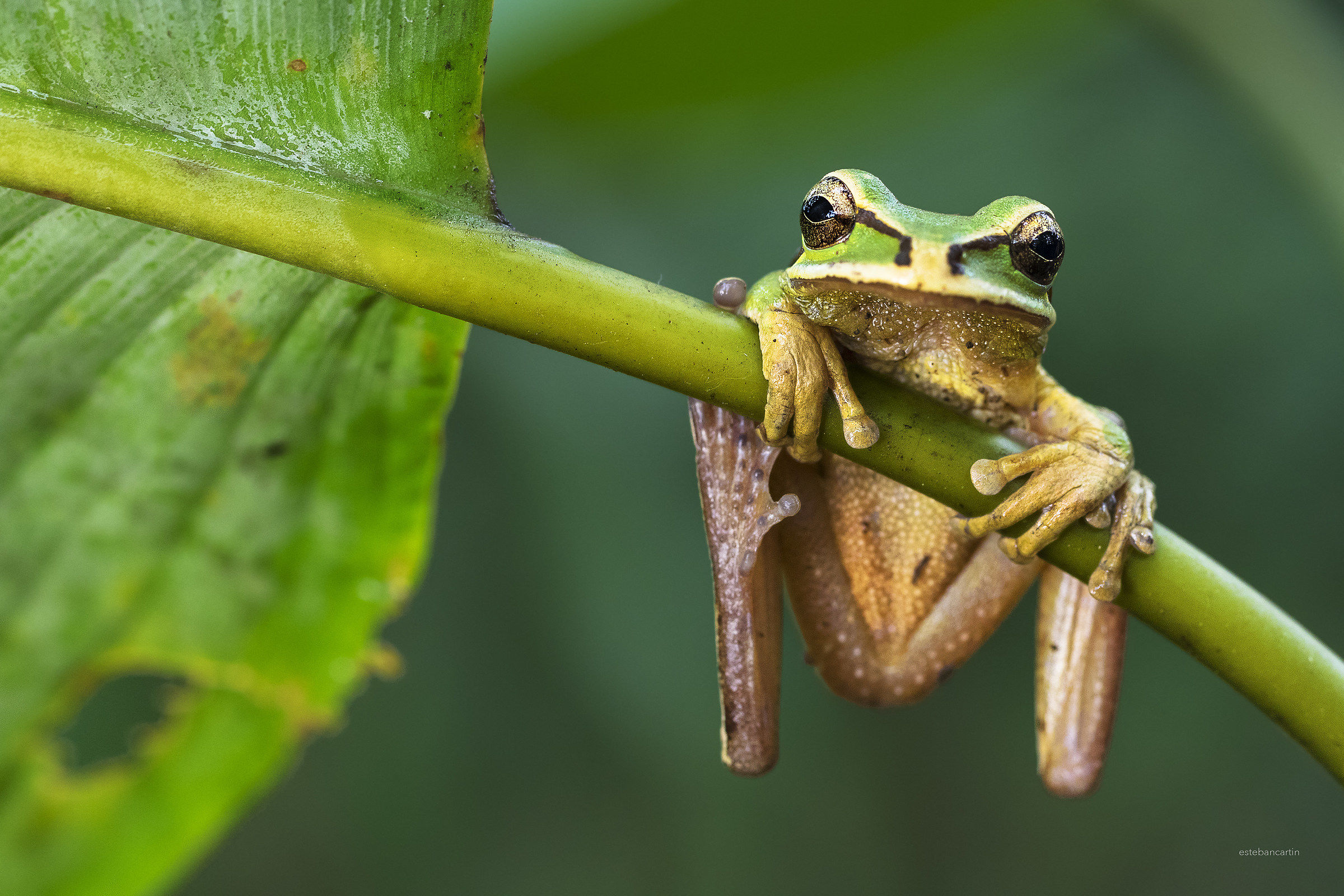 Masked Tree Frog