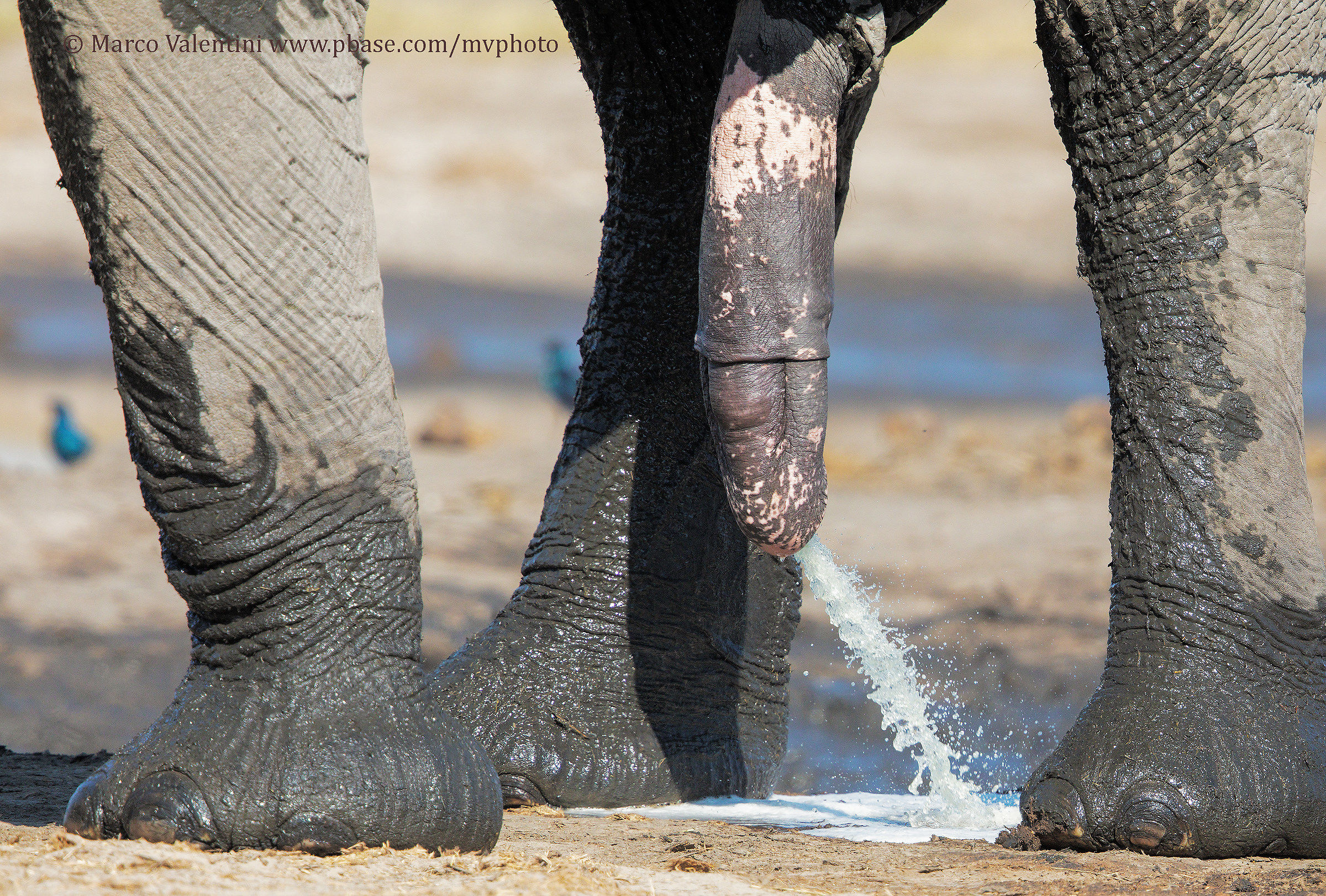 Water crisis in Kalahari