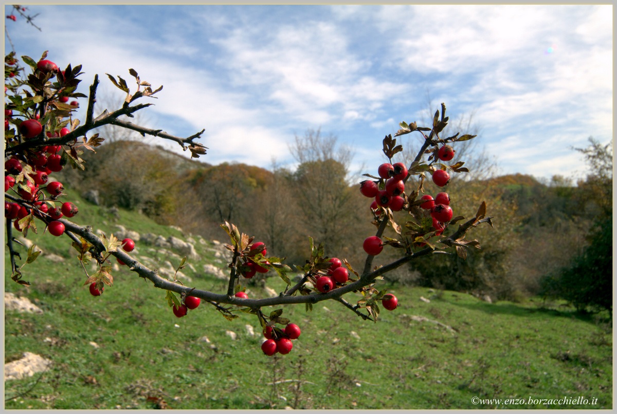 Berries of hawthorn (Crataegus monogyna)