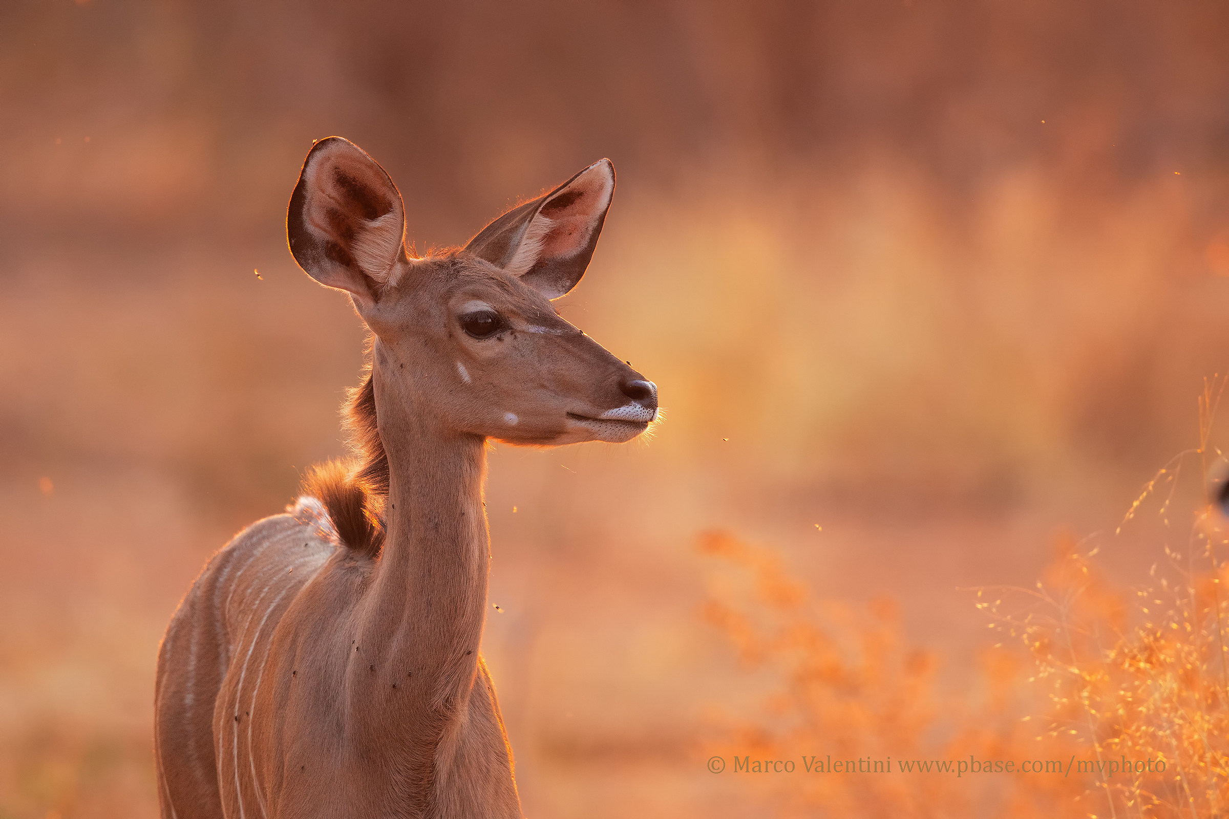 Kudu and flies at sunset