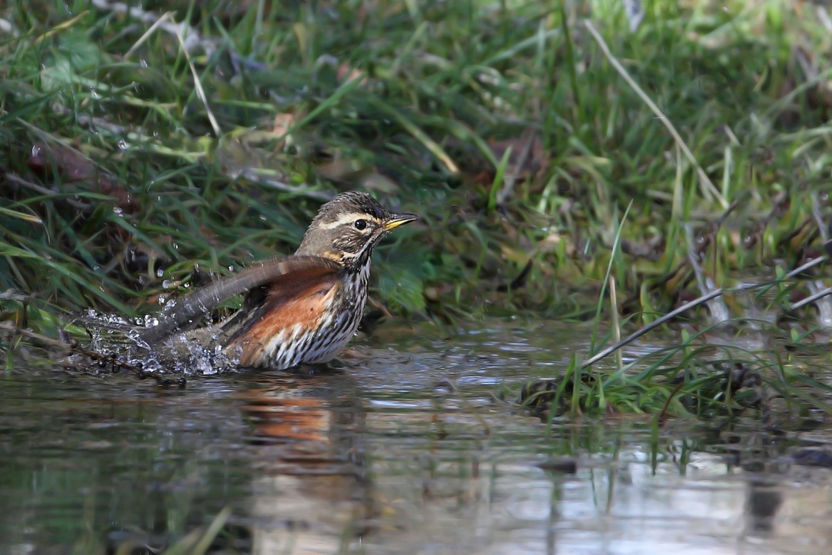 Turdus iliacus
